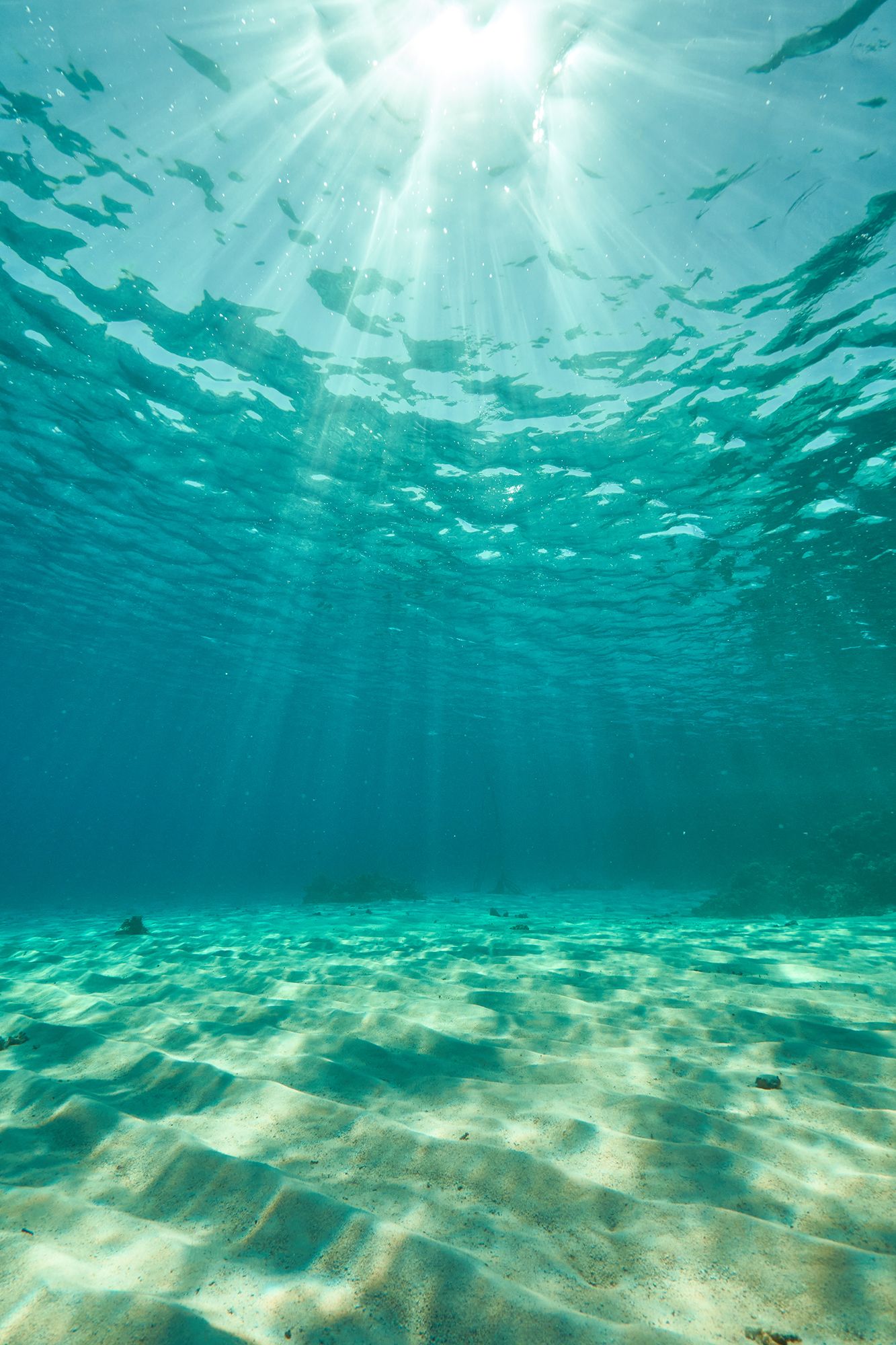 подводная фотосъемка, дайвинг, море, PAVEL PEREPECHAEV