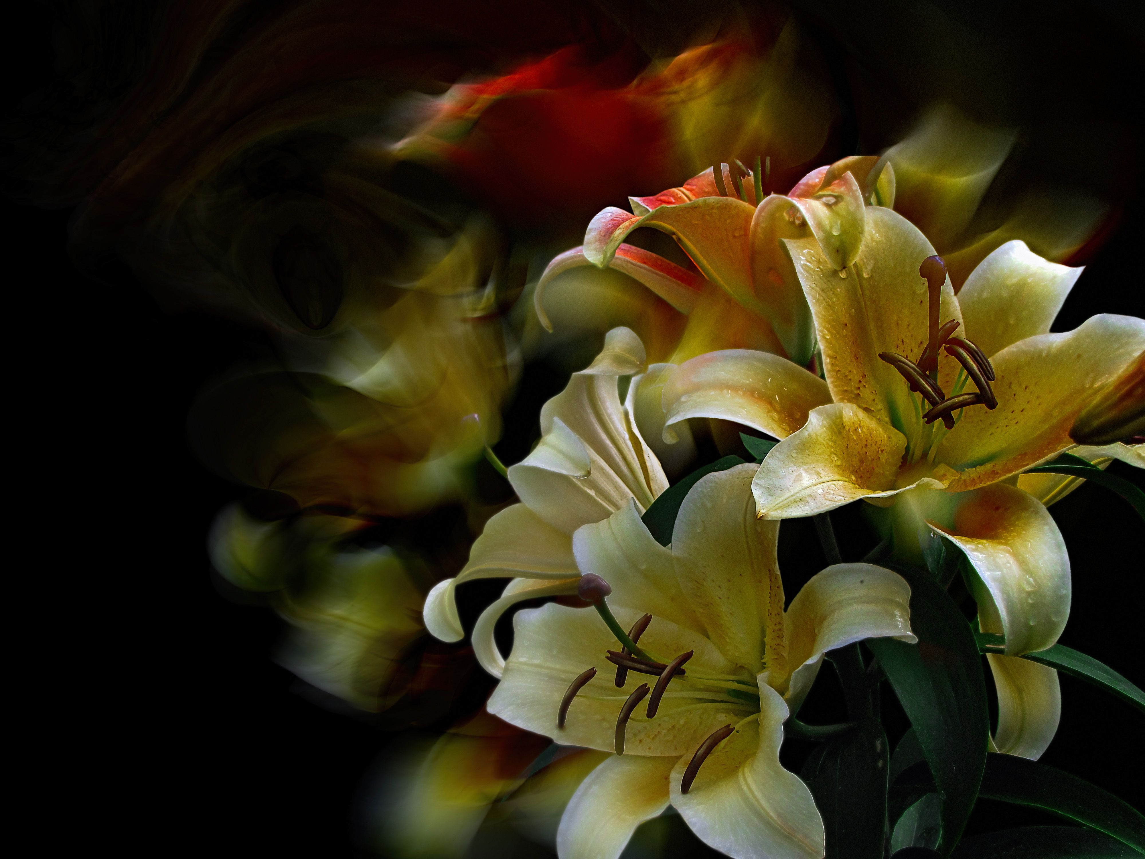 multicolored lilies, blossom, flowers, green , spring, garden, summer flowers,  summer color, nature, flora, black background, blur, DZINTRA REGINA JANSONE
