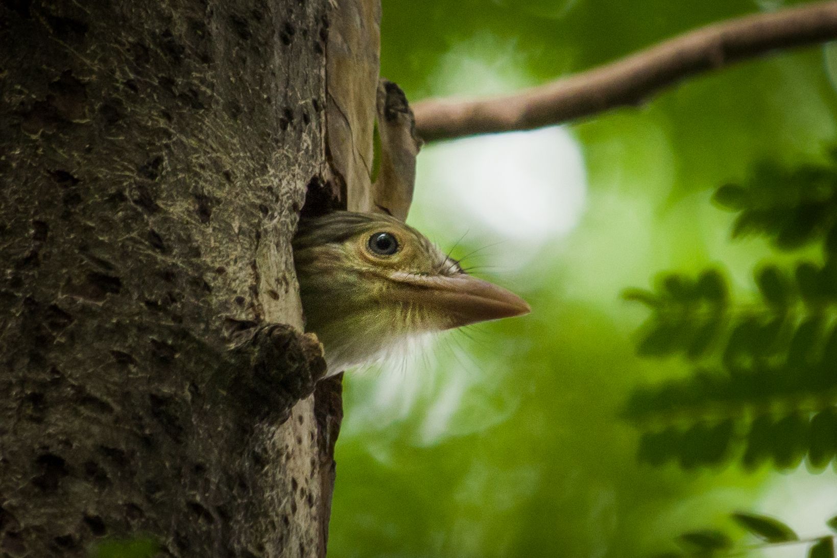 #bird #natgeo #photography #birdphotography #nature #beeeater #green #animal #wildlife, Shadab Ishtiyak