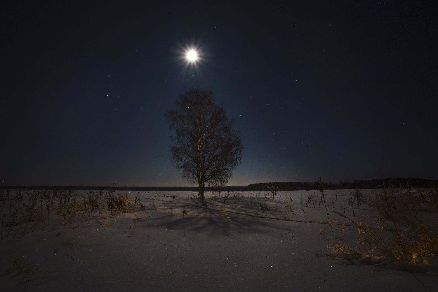 луна, ночь, дерево, зима, мышкин, Наталия Колтакова