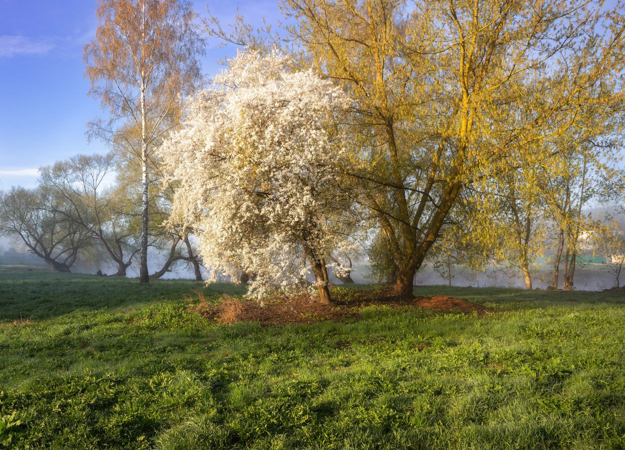 утро, весна, река, дымка, деревья,, Сергей Шабуневич