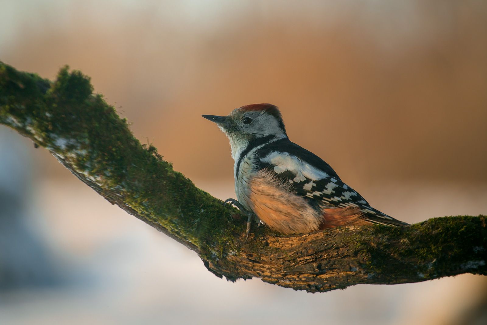 птицы, дятел, wildlife, birds, middle spotted woodpecker, зима, Алексей Юденков