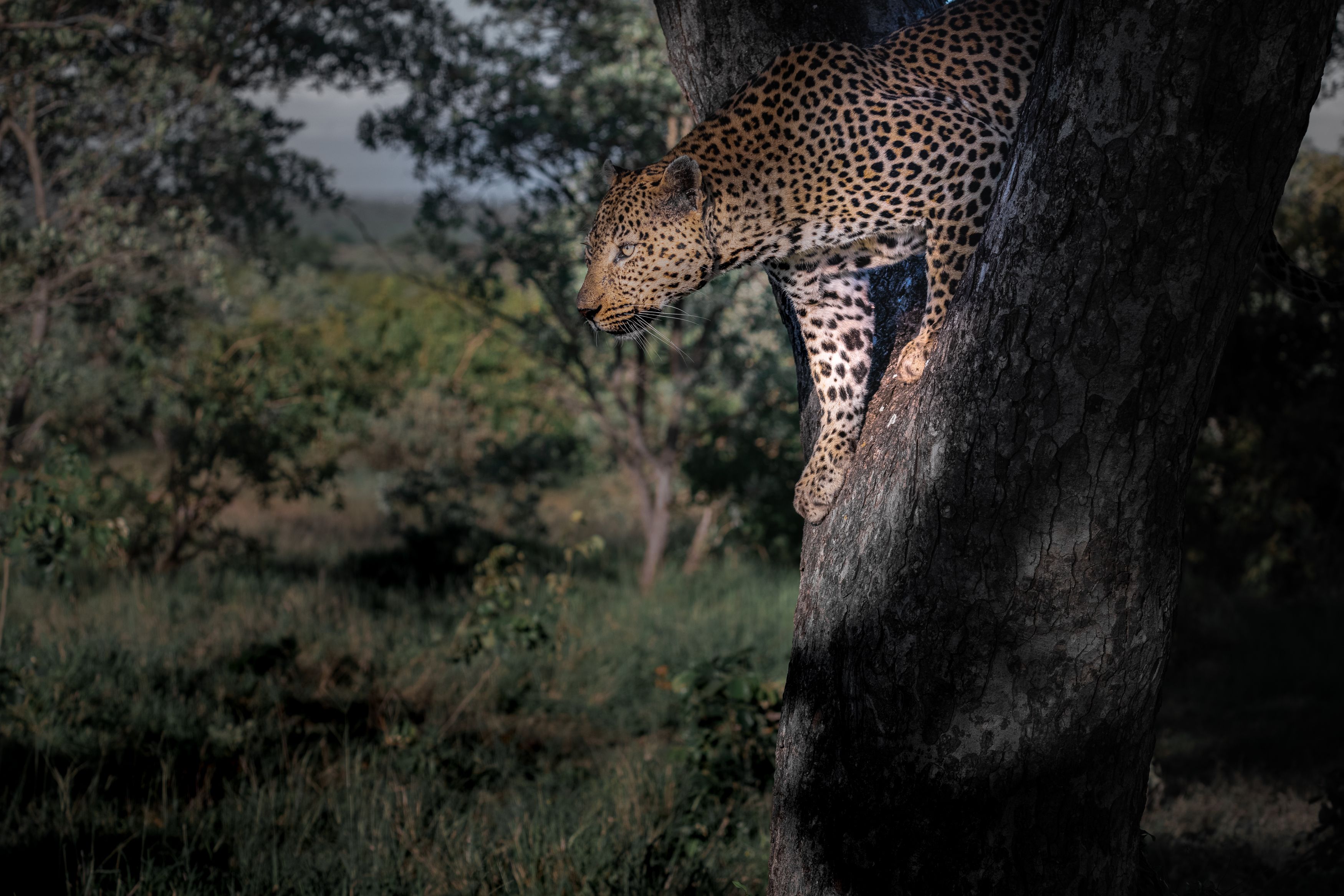 leopard, big cat, big cats, leo, africa, soith africa, safari, wild life, nature, cat, cats, Roman Bevzenko