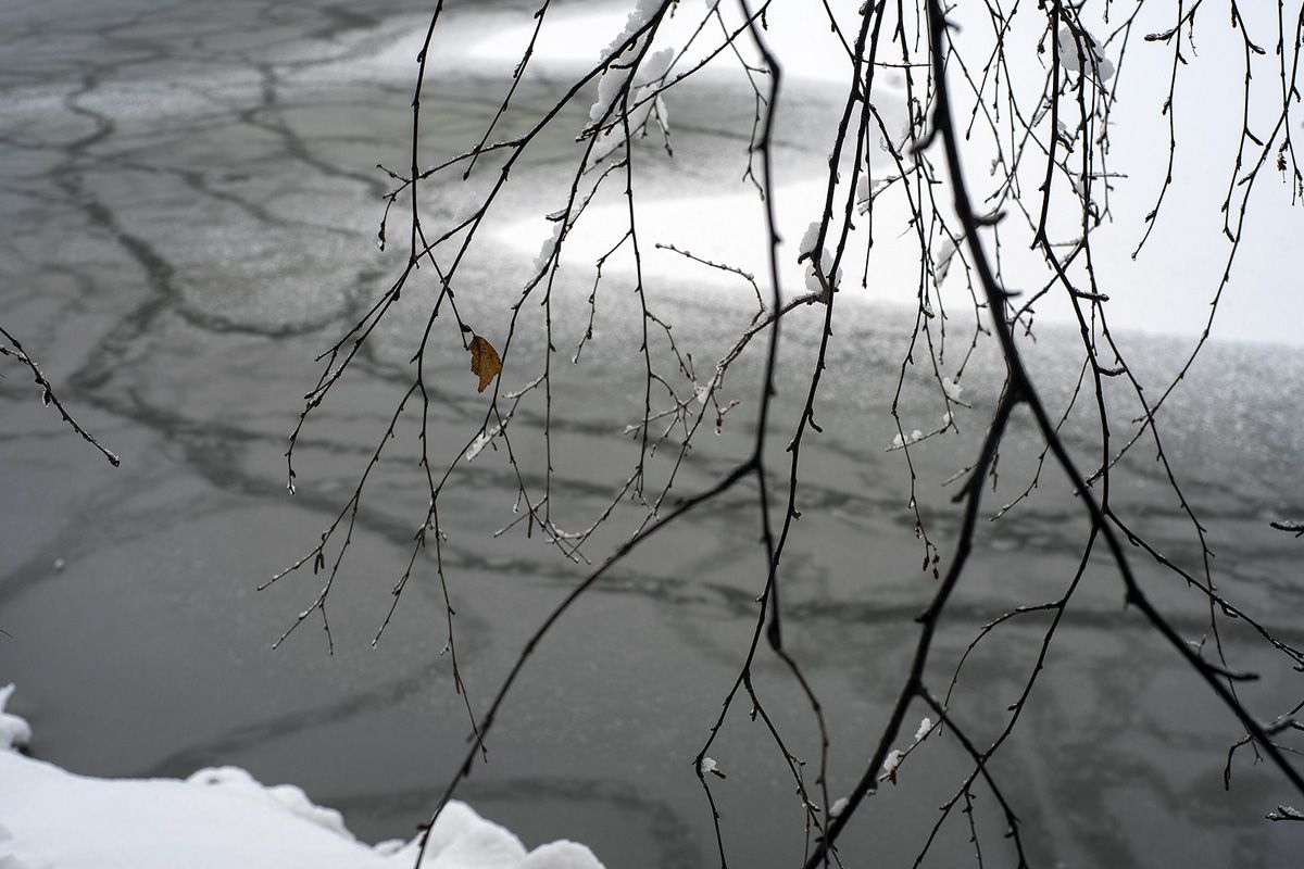 дерево, вода, зима, Владимир Письмак