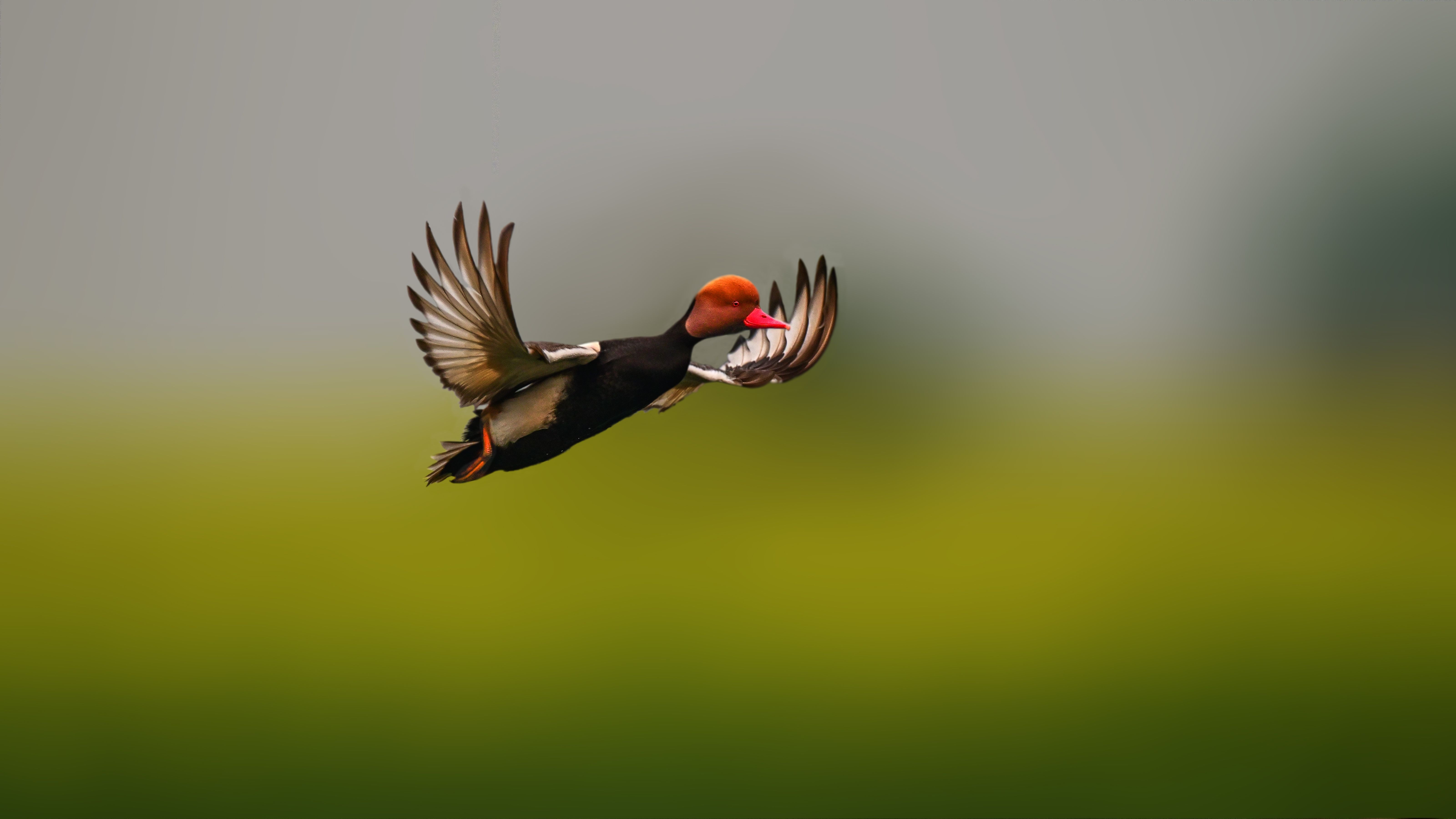 wildlife,wildlife,bird,birds,water,nature,wild,pochard, Pinaki Ghosh