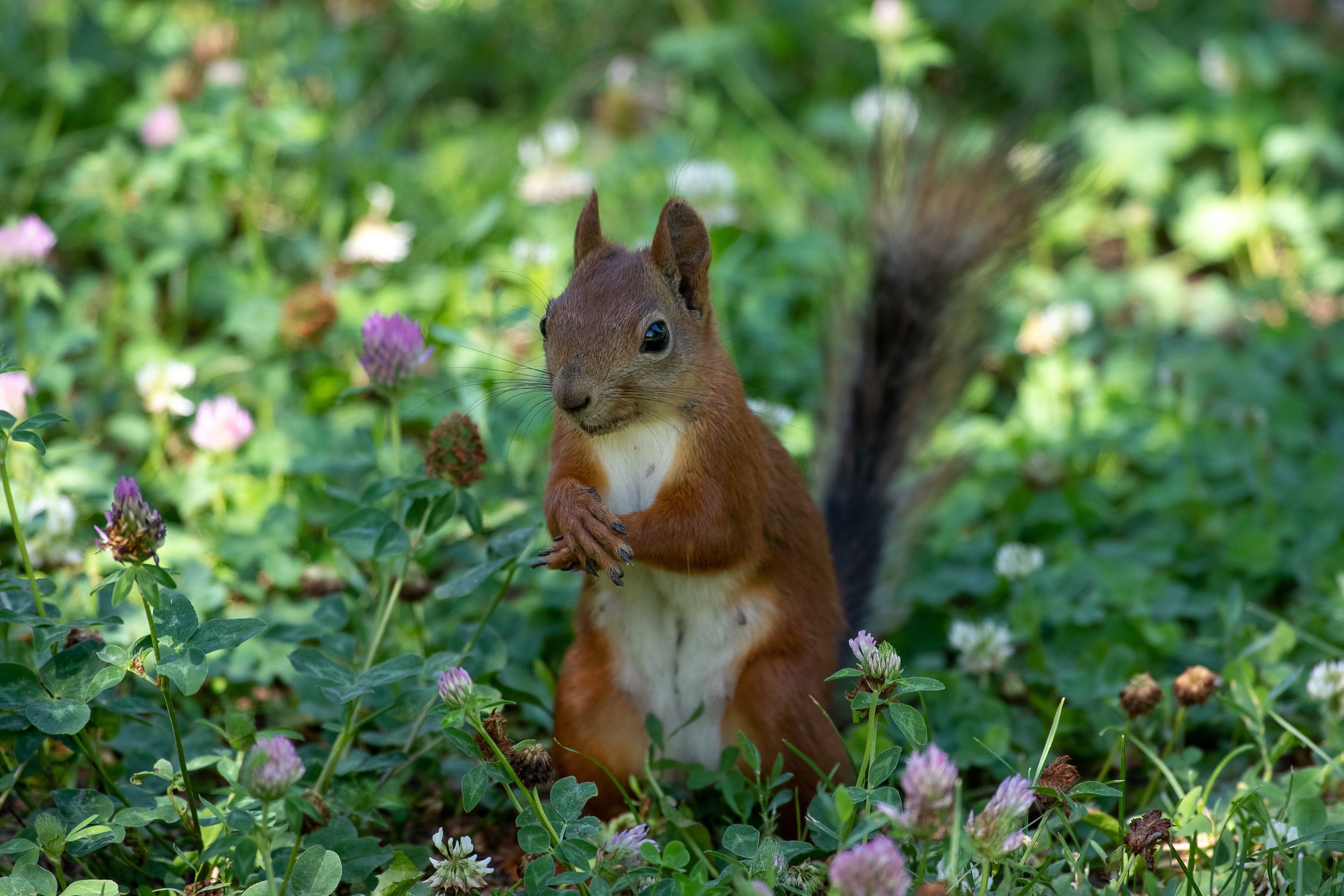 Sciurus vulgaris, volgograd, russia, wildlife, , Сторчилов Павел