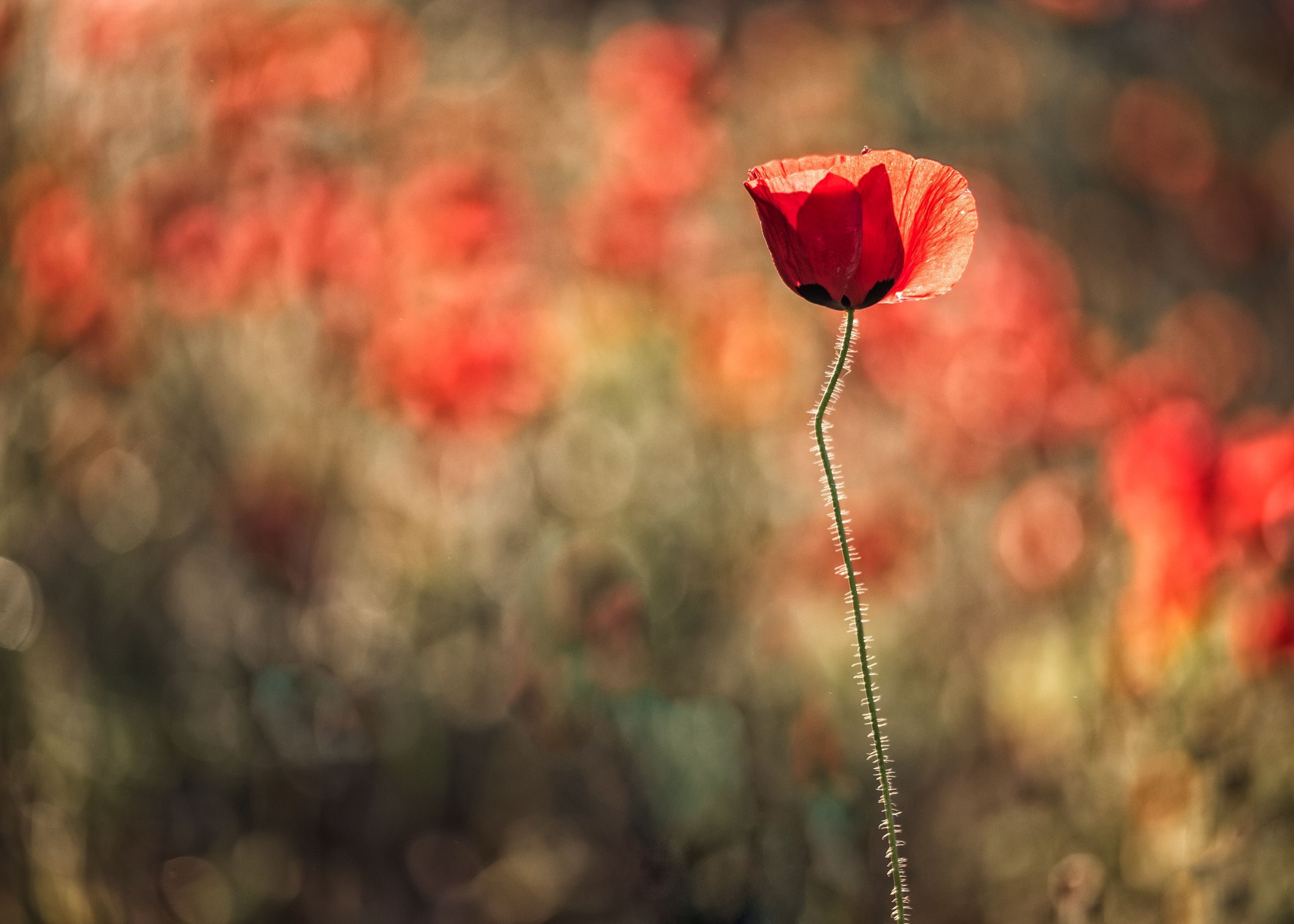 poppies, photography, rural, closeup, Yağcı Mustafa