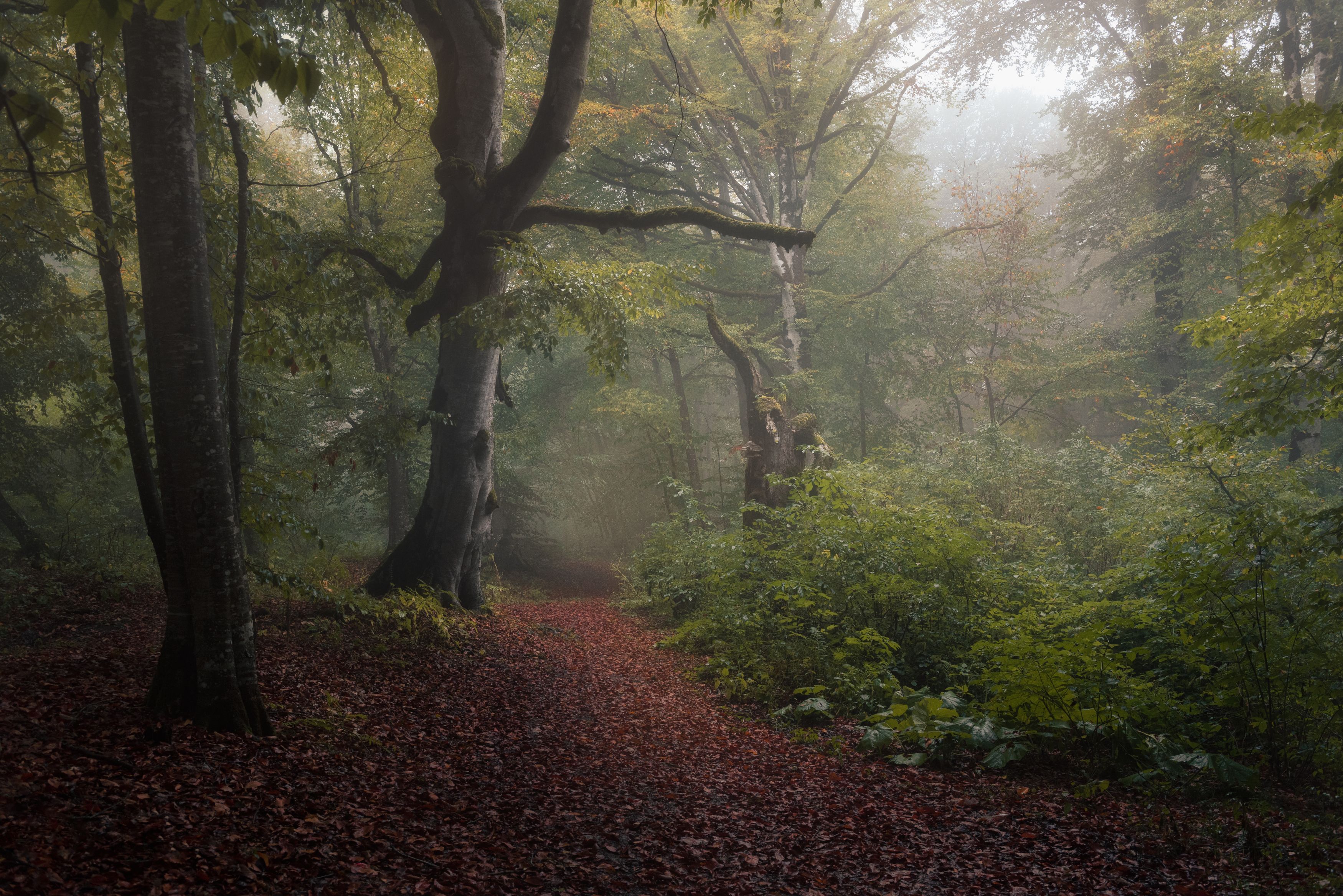 landscape, nature, forest, fog, mist, fall, outdoor, Georgia, Helen Vasilieva