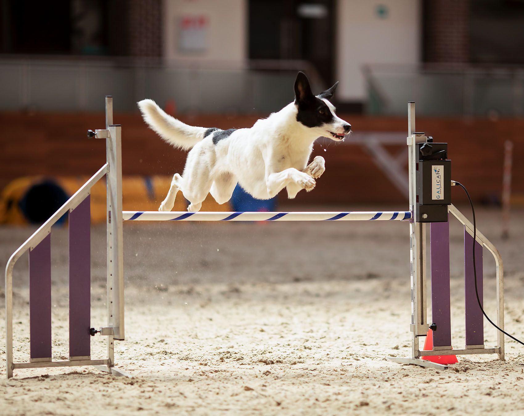 собака, спорт, аджилити, прыжок, соревнования, dog, sport, competition, jump, Стукалова Юлия