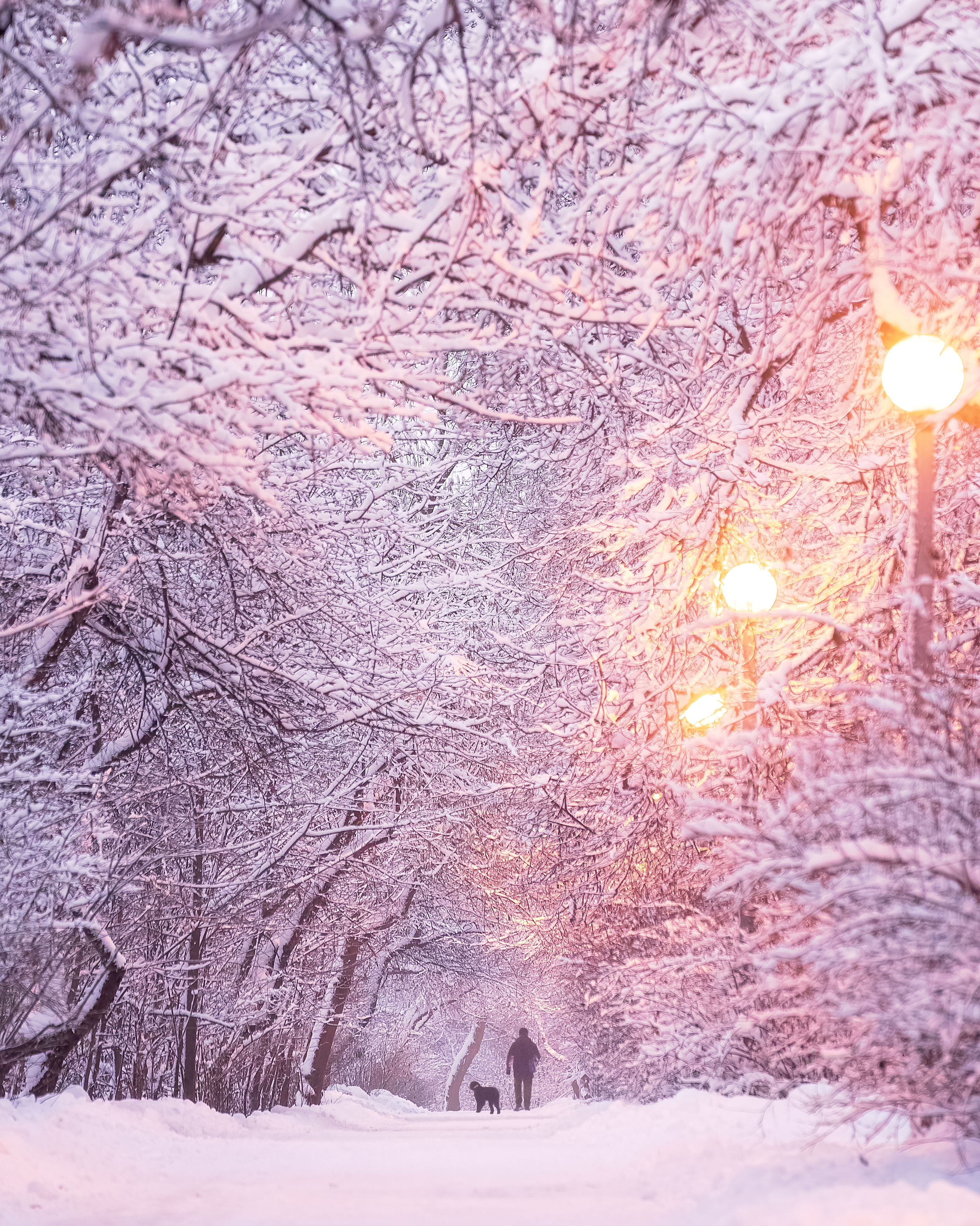  Snow, winter, снег, зима, рассвет, Мазурева Анастасия