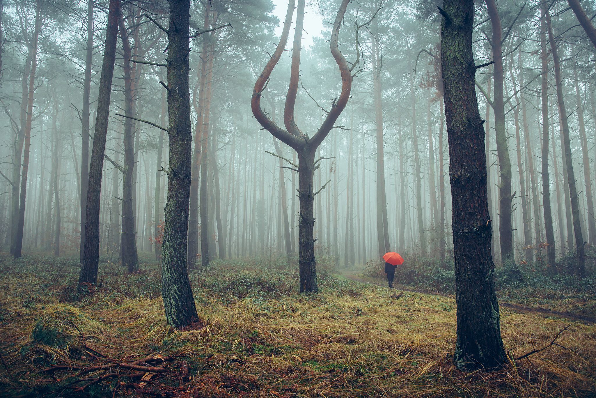утренняя прогулка в сосновом лесу morning walk pine forest foggy alone melancholy red umbrella trees fog dark nature, Radoslaw Dranikowski