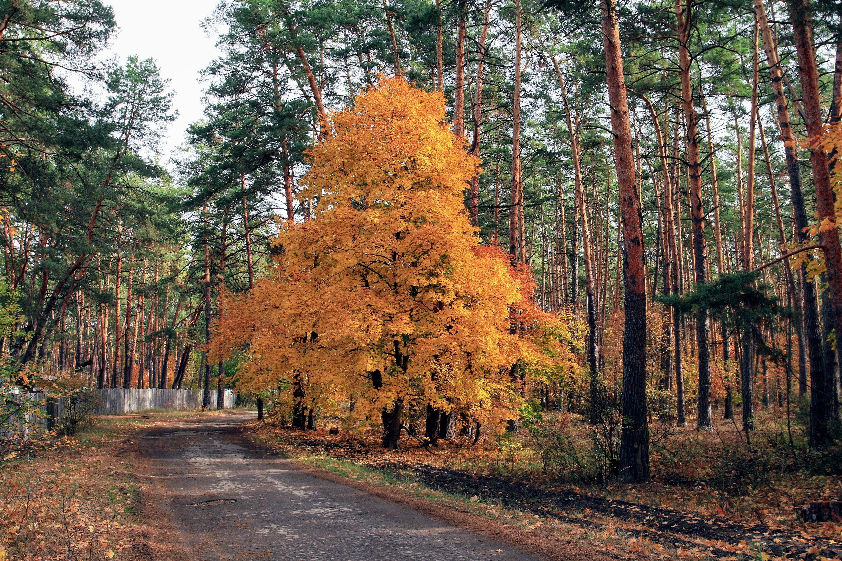 дерево дорога лес осень, Юрий