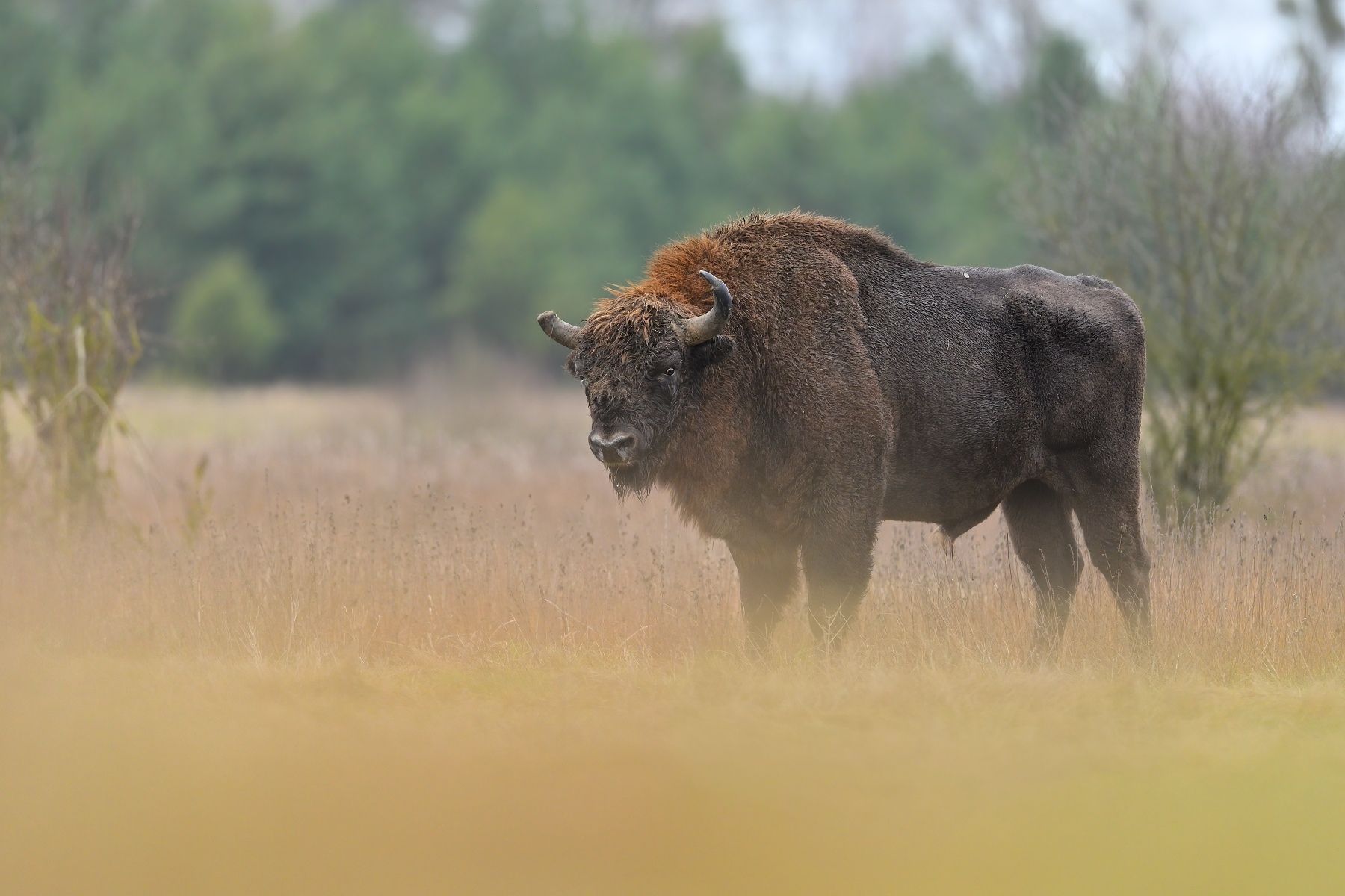 warrior, bison, wildlife, nature, animals, , Ľubomír Novák ٿ