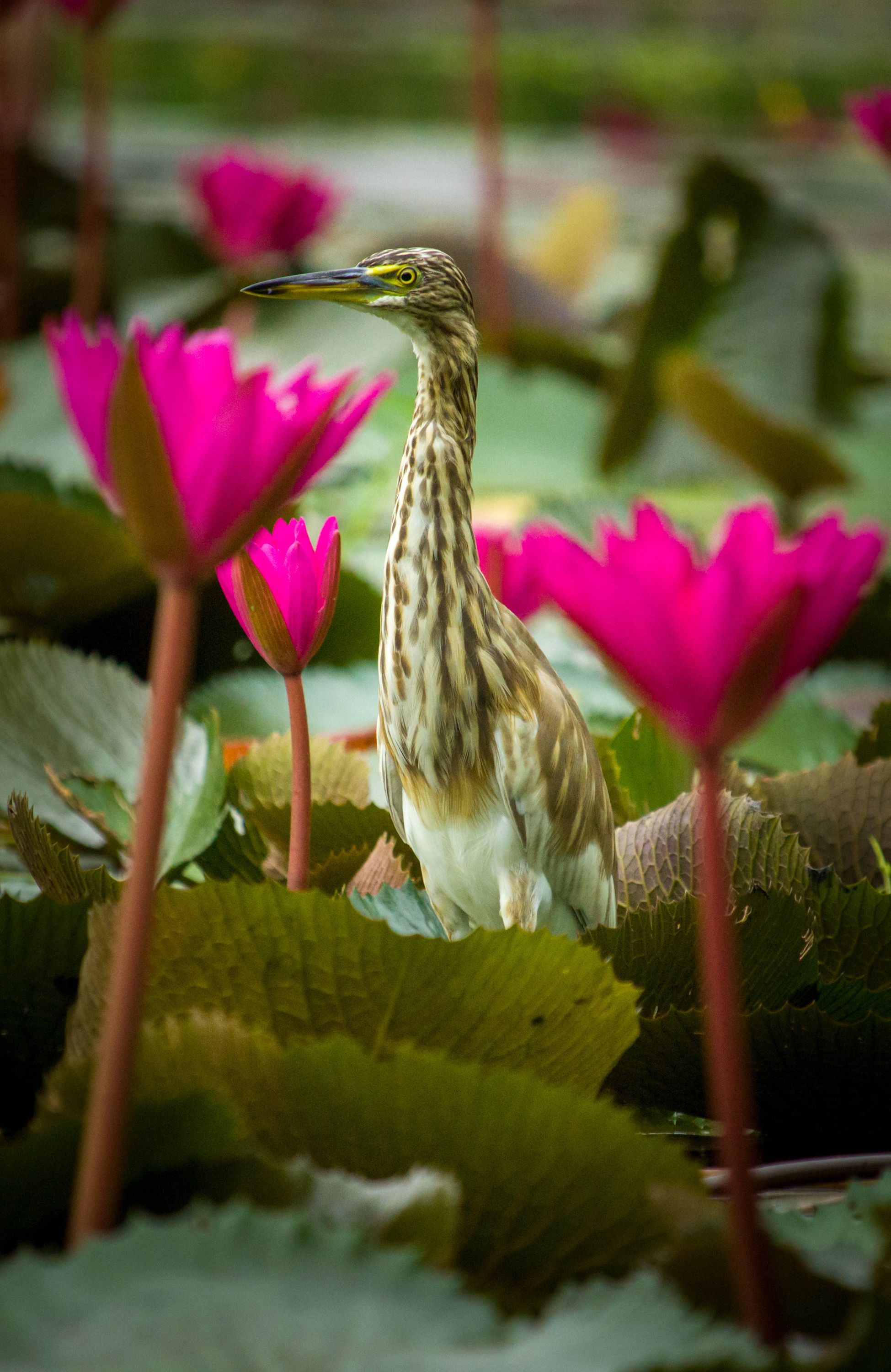 #bird #natgeo #photography #birdphotography #nature #beeeater #green #animal #wildlife, Shadab Ishtiyak