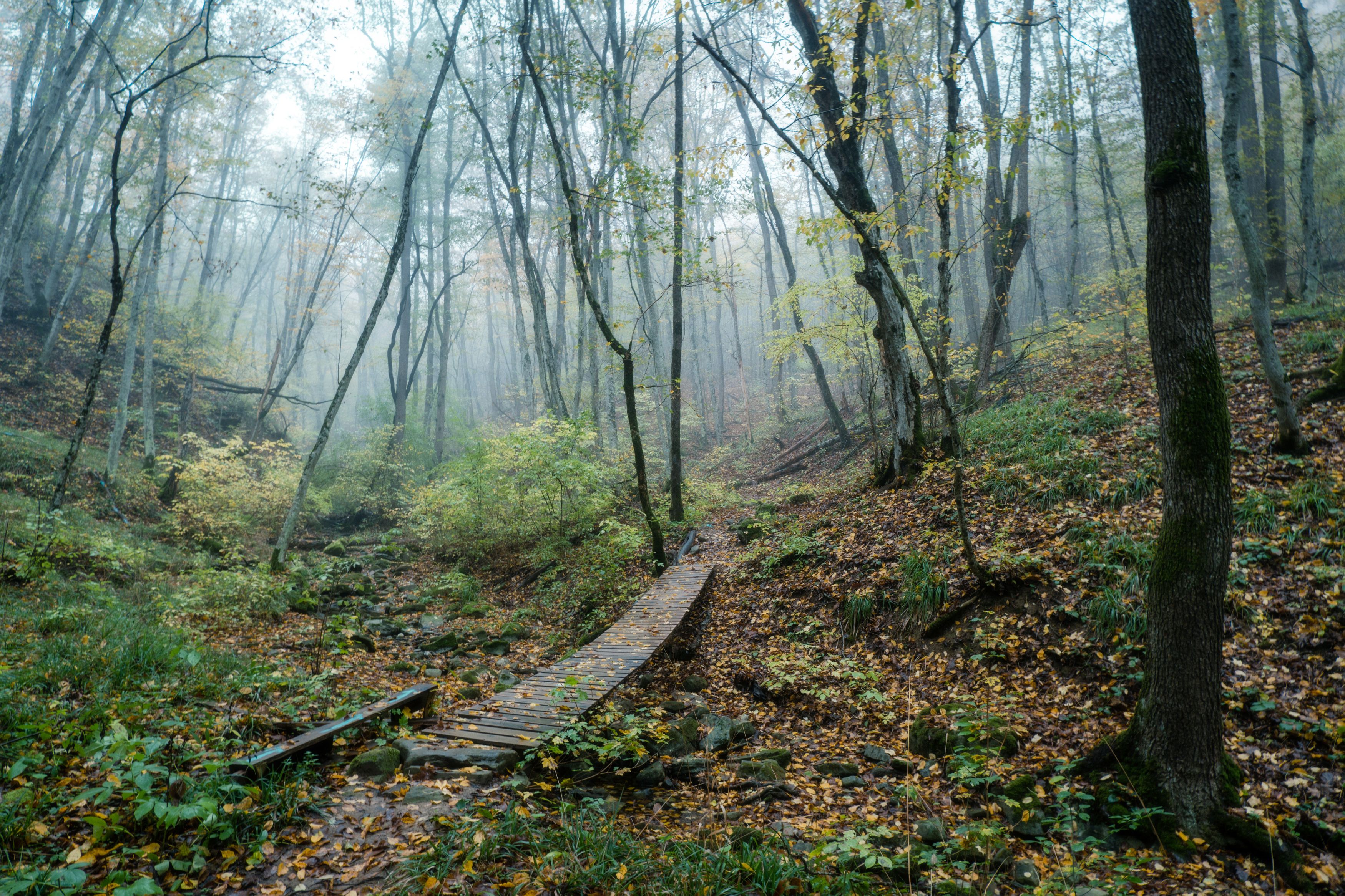 лес, туман, мост, Елена Шевченко