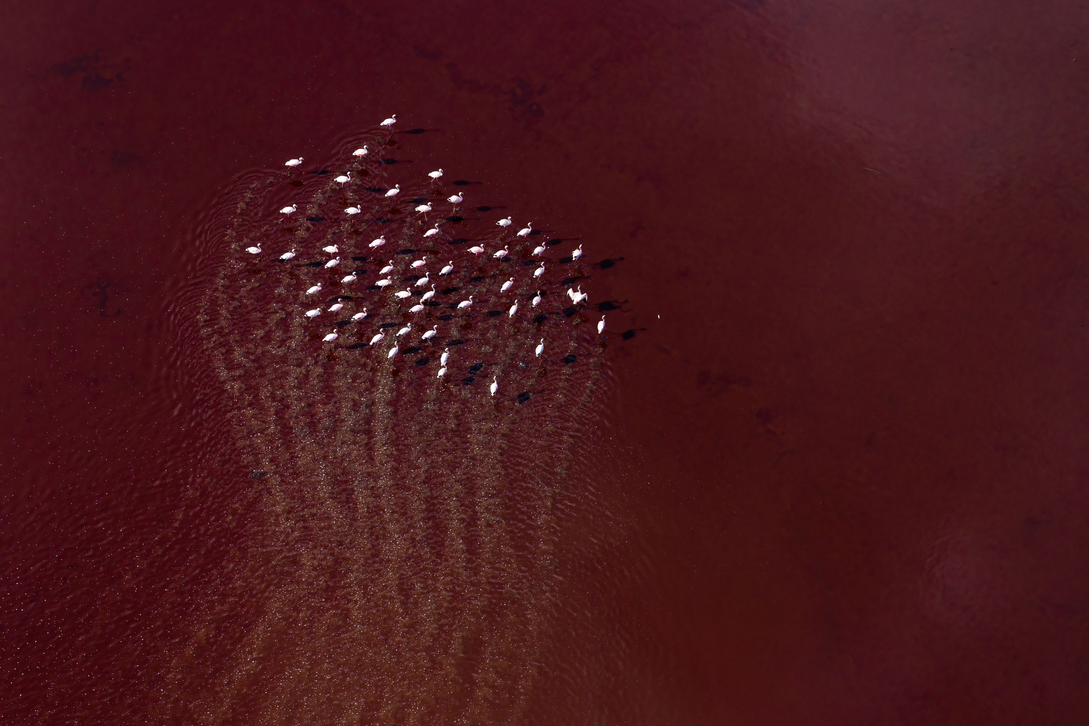 Flamingos, Lake Magadi, Kenya, Aerial, , Subi Sridharan