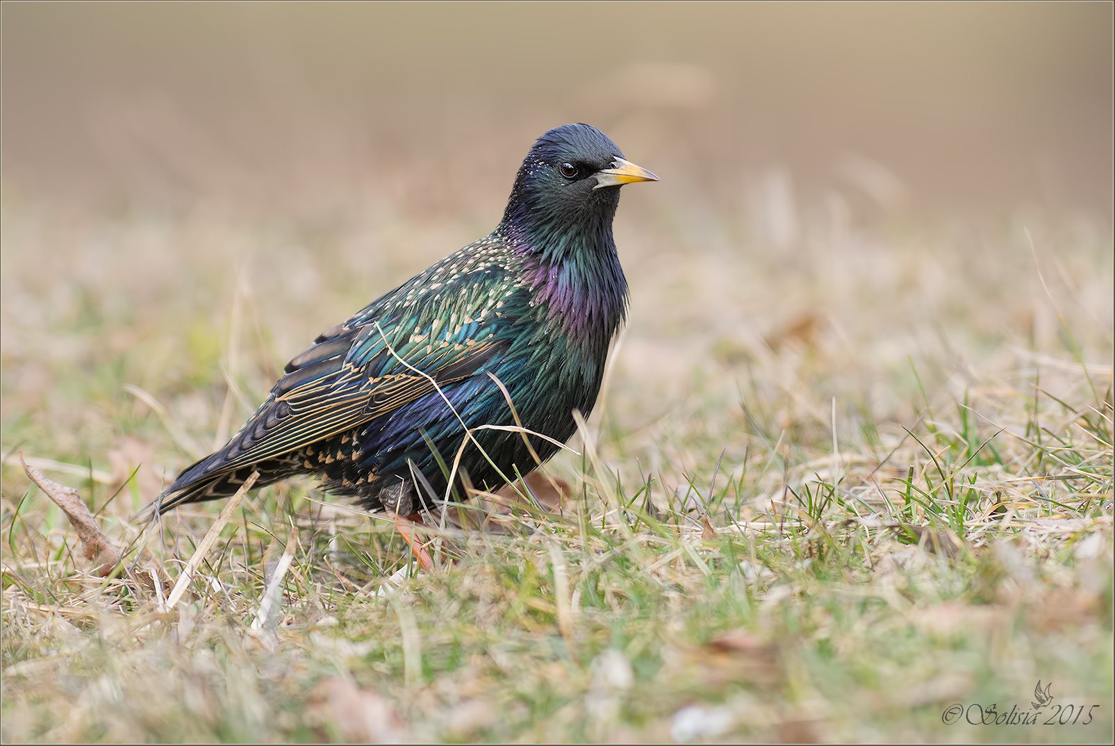 птицы, природа, весна, март, 2015, скворец, common starling, Sturnus vulgaris, Солисия