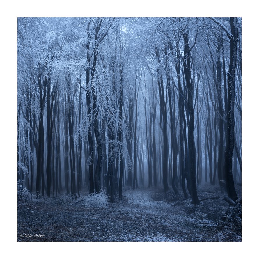 Forest, mist, mystic, Милен Добрев