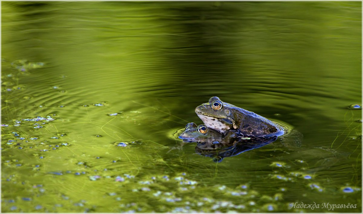 Pelophylax ridibundus, Озёрные лягушки, Надежда Муравьёва