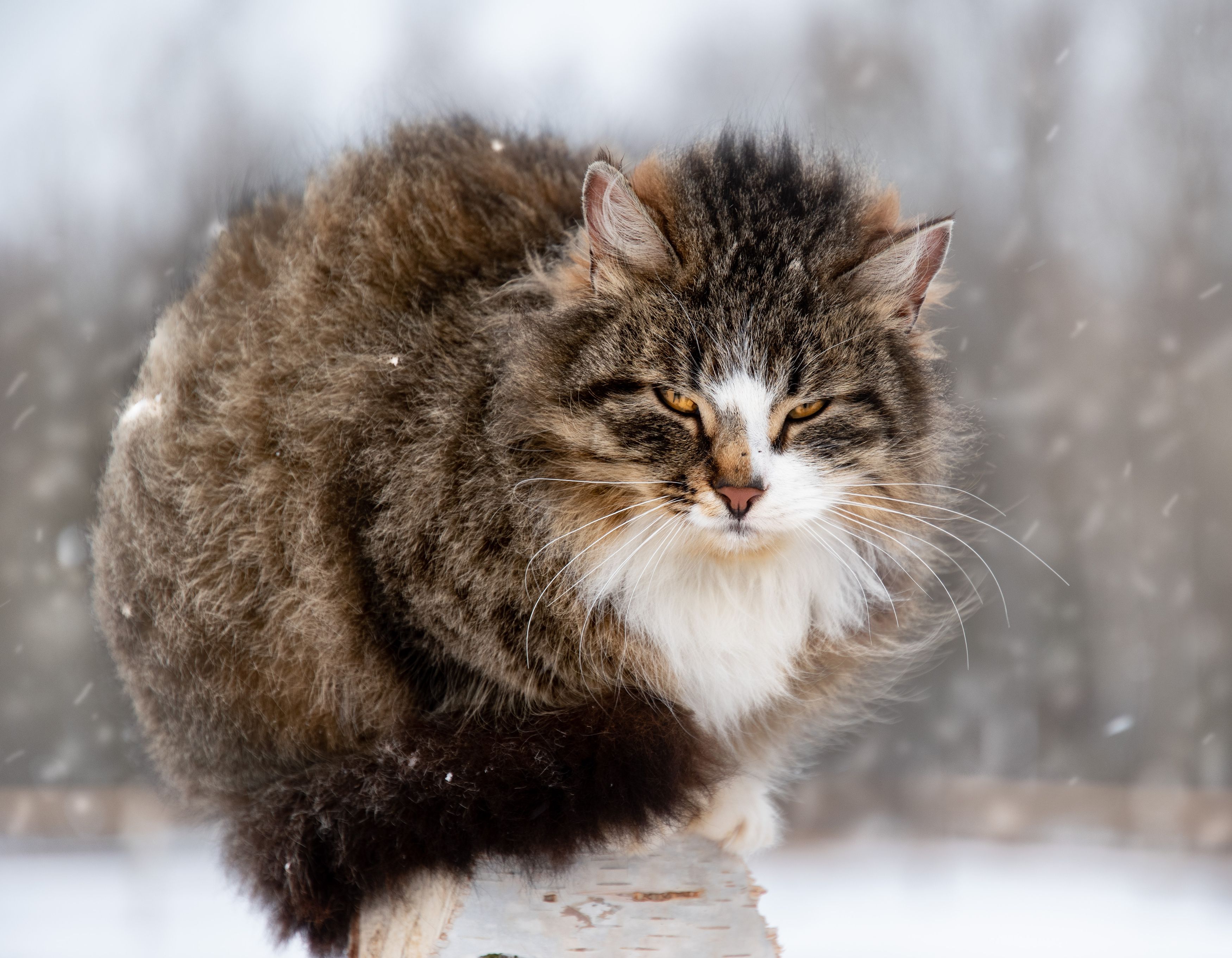 кот кошка брутал зима снег природа животные cat brutal nature animals animal winter snow, Рохмистрова Мария
