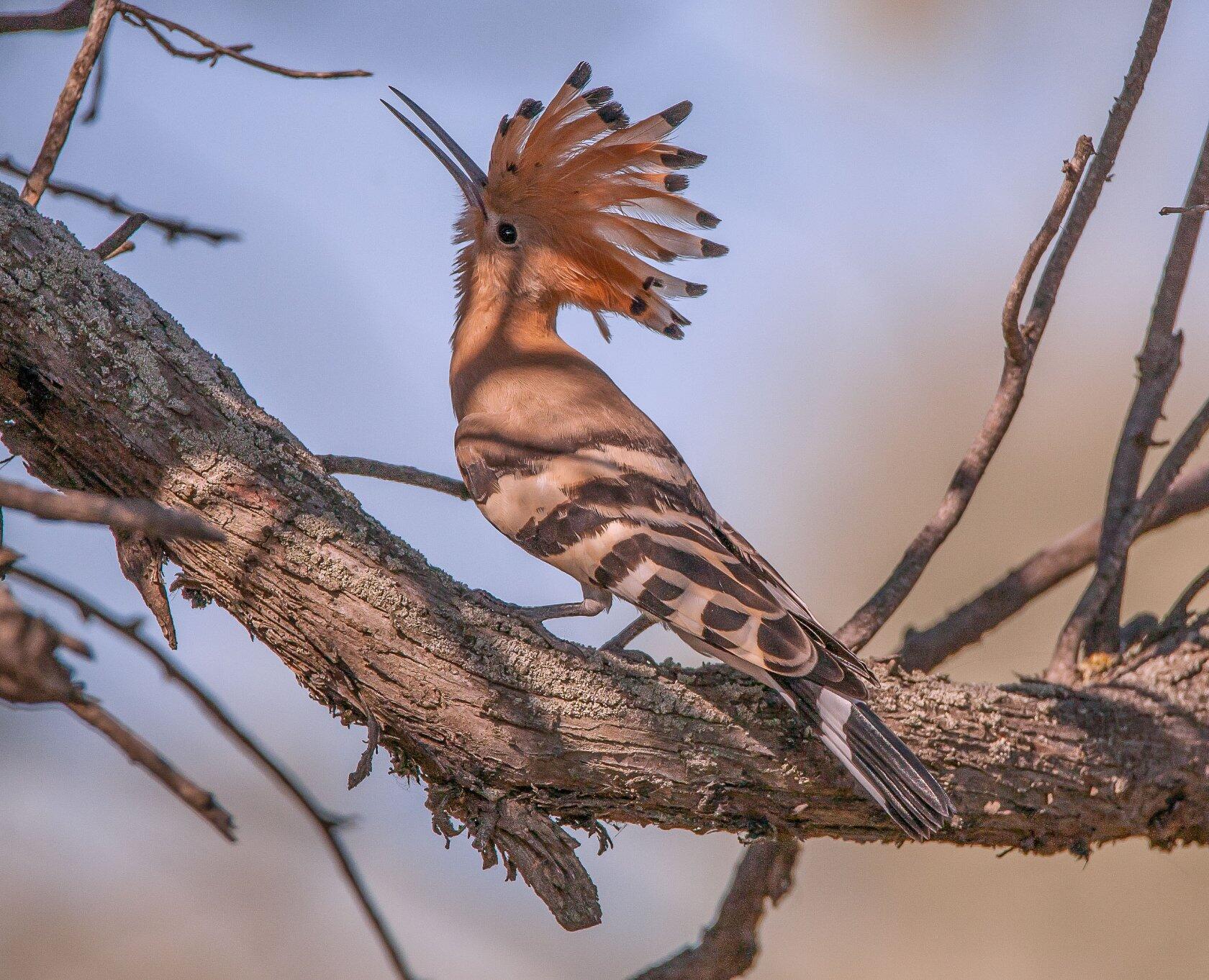 удо́д (лат. upupa epops) — небольшая ярко окрашенная птица с длинным узким клювом и хохолком, Сергей цыбизов