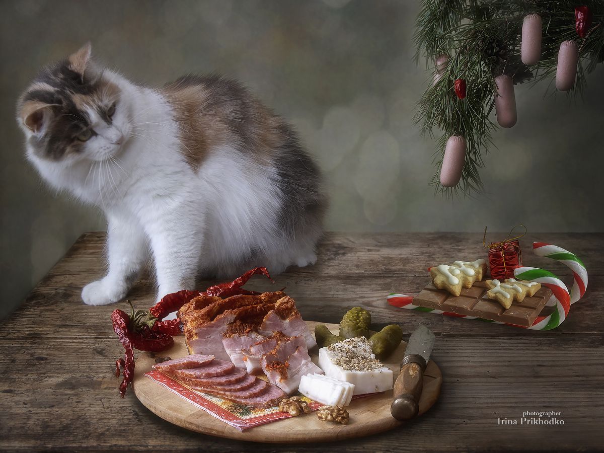 натюрморт, постановочное фото, домашние животные, кошки, новый год, колядки, Приходько Ирина