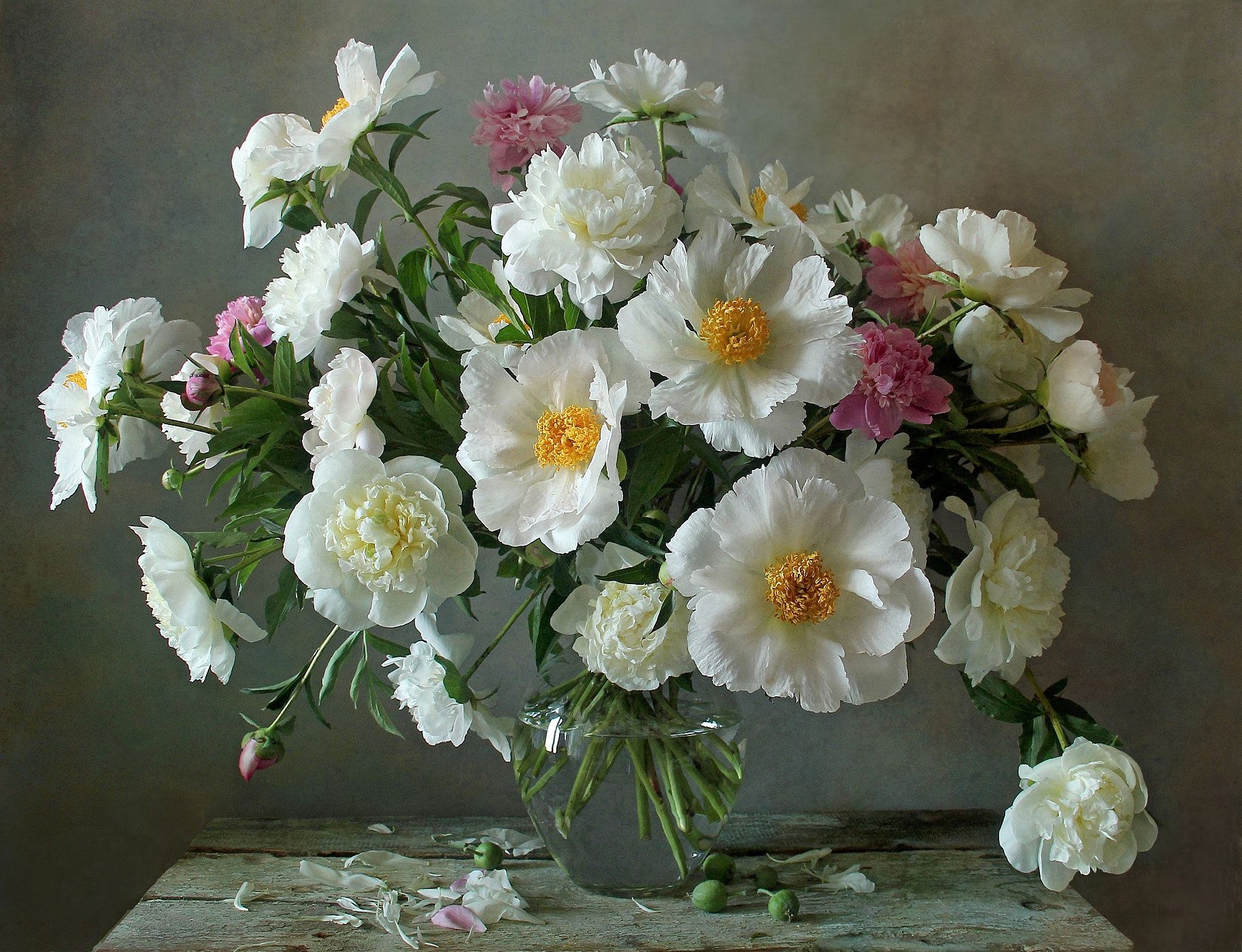 натюрморт, цветы, пионы, лето, марина филатова, Марина Филатова