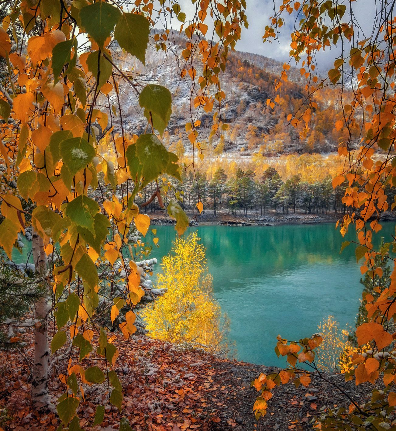 горный алтай,осень,река катунь,берёзы на берегу, lora_pavlova