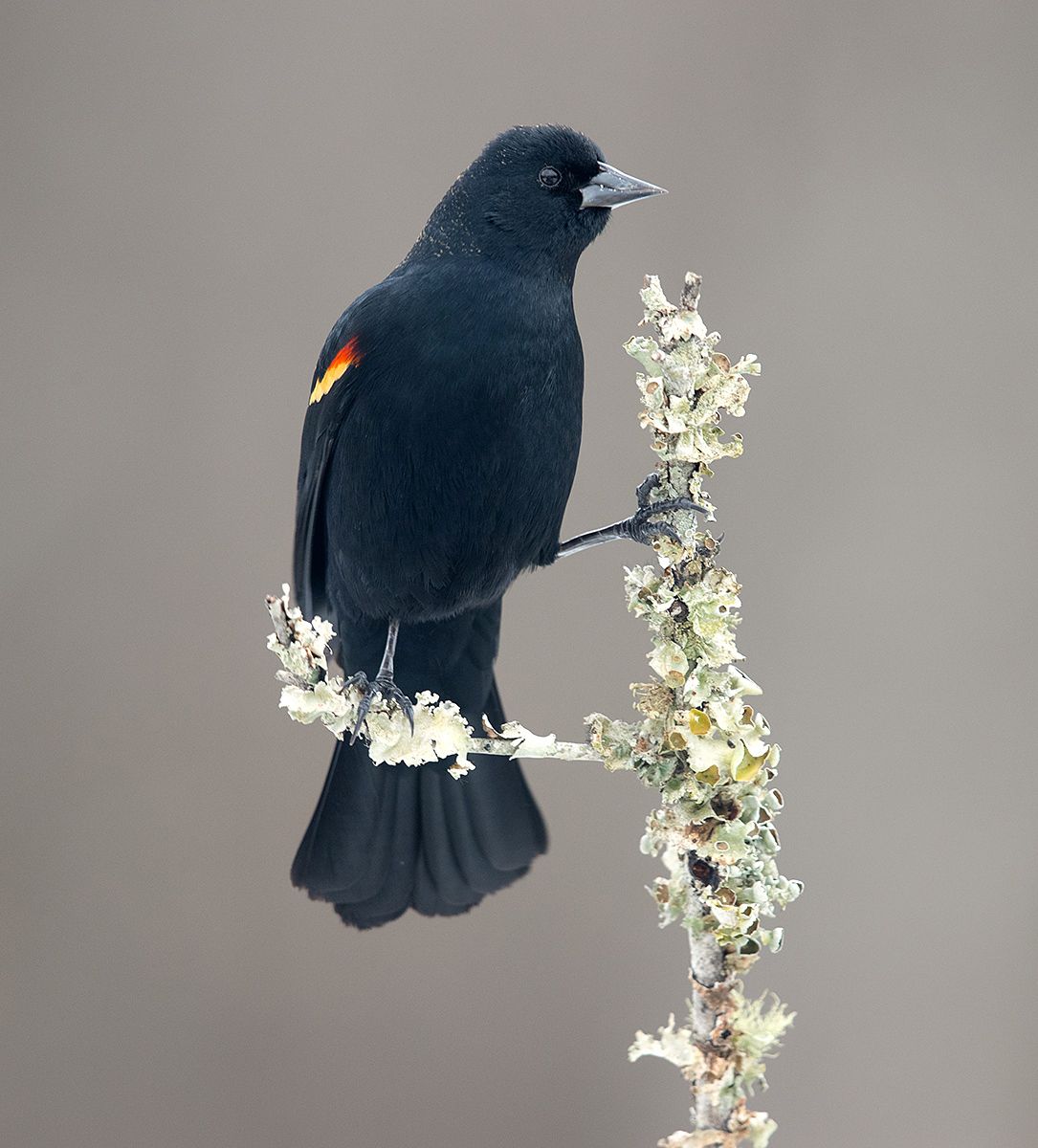 красноплечий чёрный трупиал, red-winged blackbird, трупиал, blackbird,зима, Etkind Elizabeth