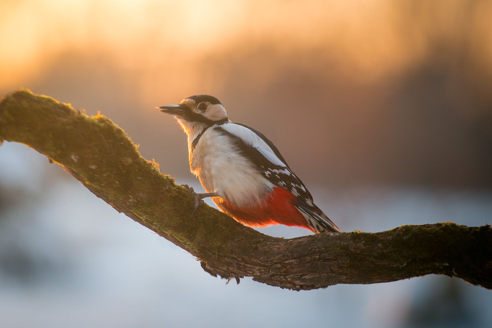 птицы, дятел, wildlife, birds, great spotted woodpecker, зима, Алексей Юденков