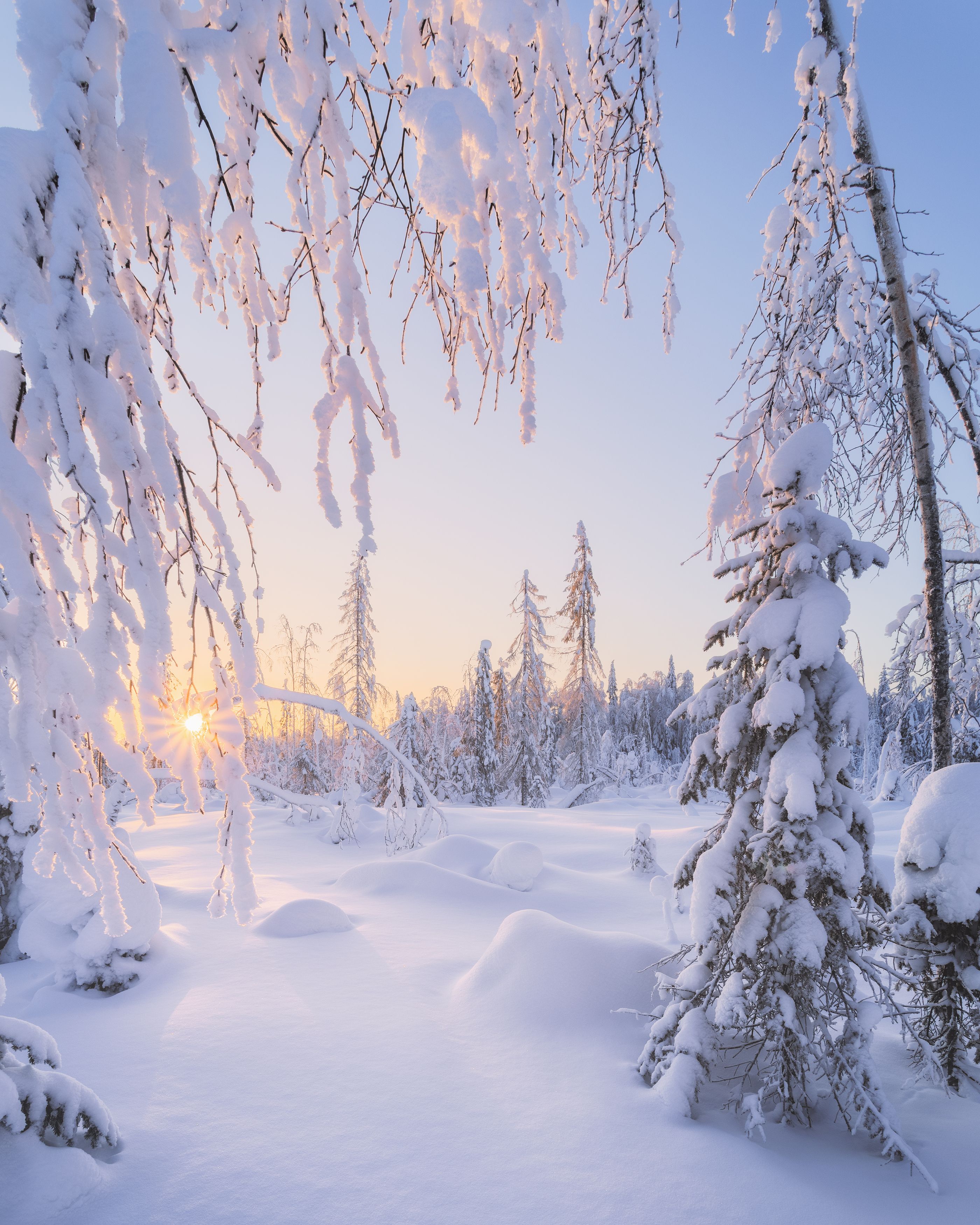 пейзаж, зима, снег, тайга, лес, деревья, landscape, woodland, winter, taiga, snow, рассвет, мороз, утро, коми, sunrise, morning, frozen, komi, Чаланов Иван