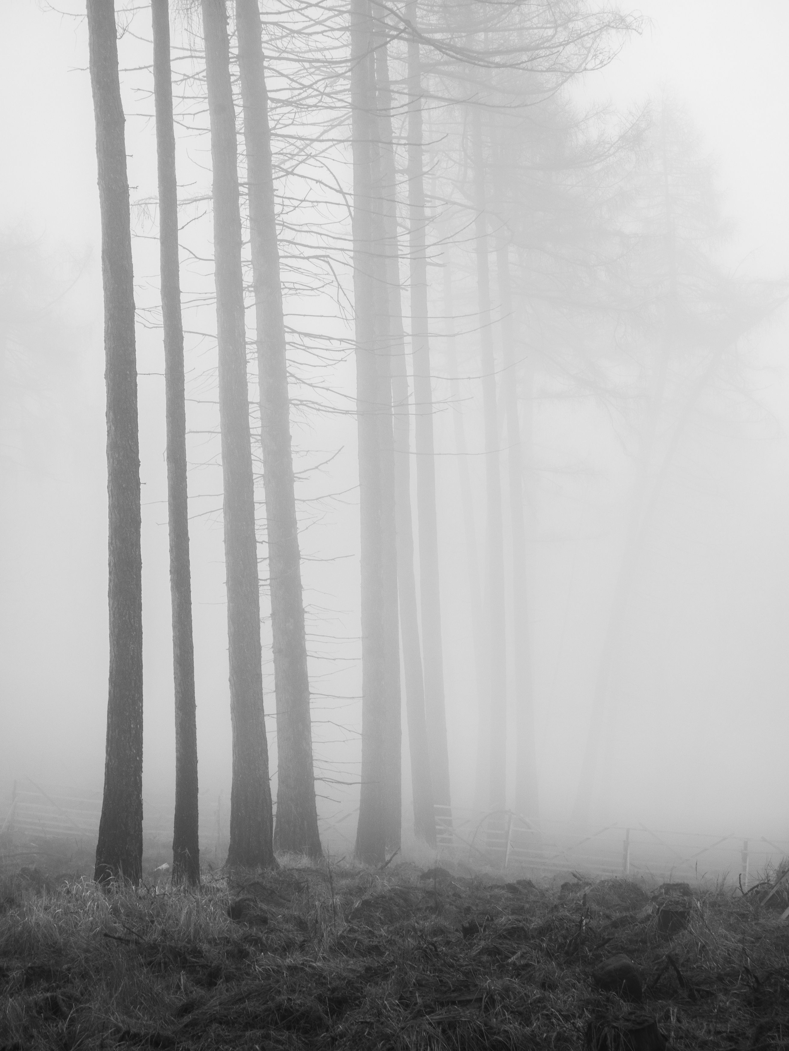 fog,wood,woodland,blackandwhite,forest,mist, Slavomír Gajdoš