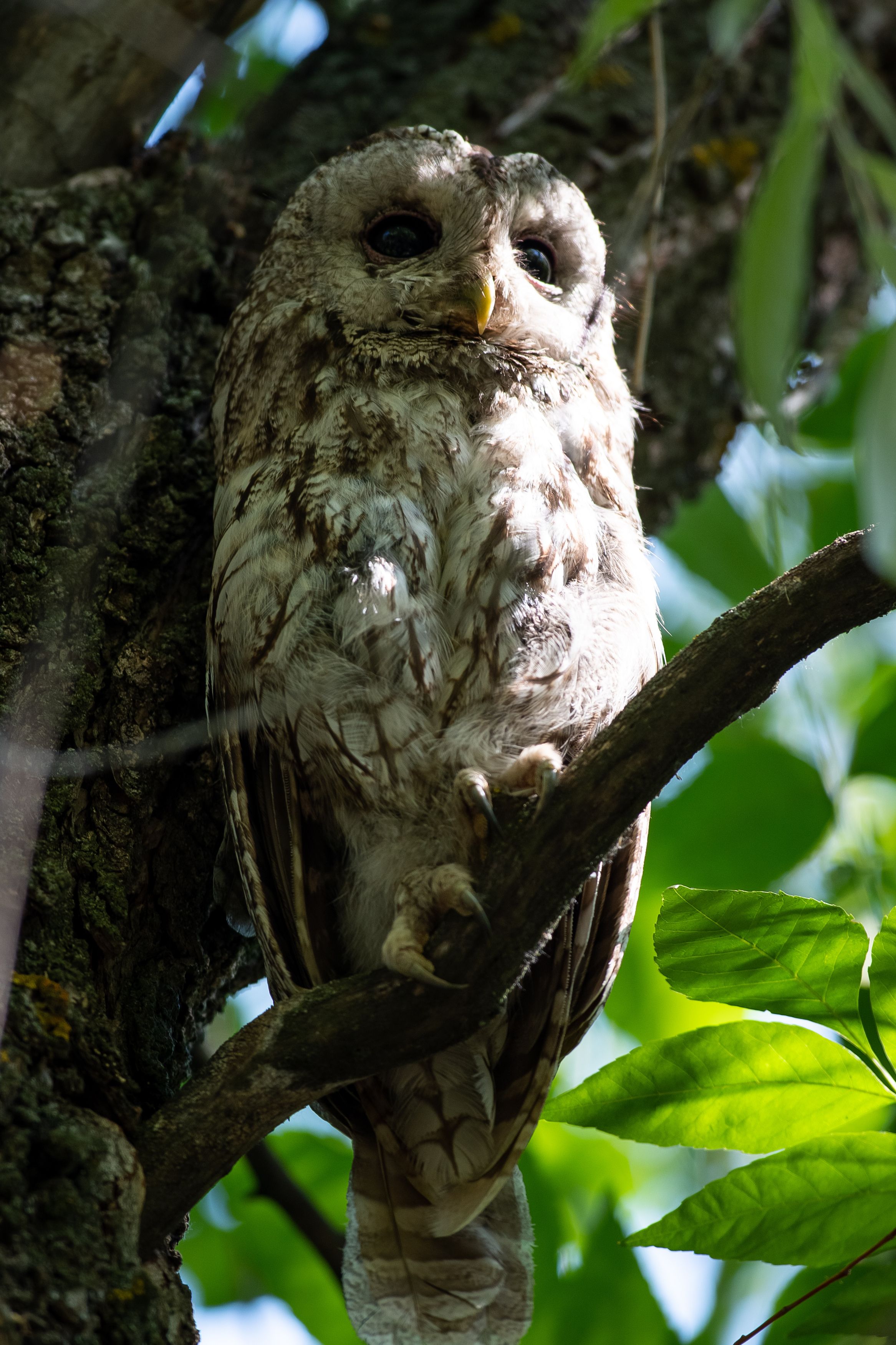 Strix aluco, Tawny owl, volgograd, russia, wildlife, , Сторчилов Павел