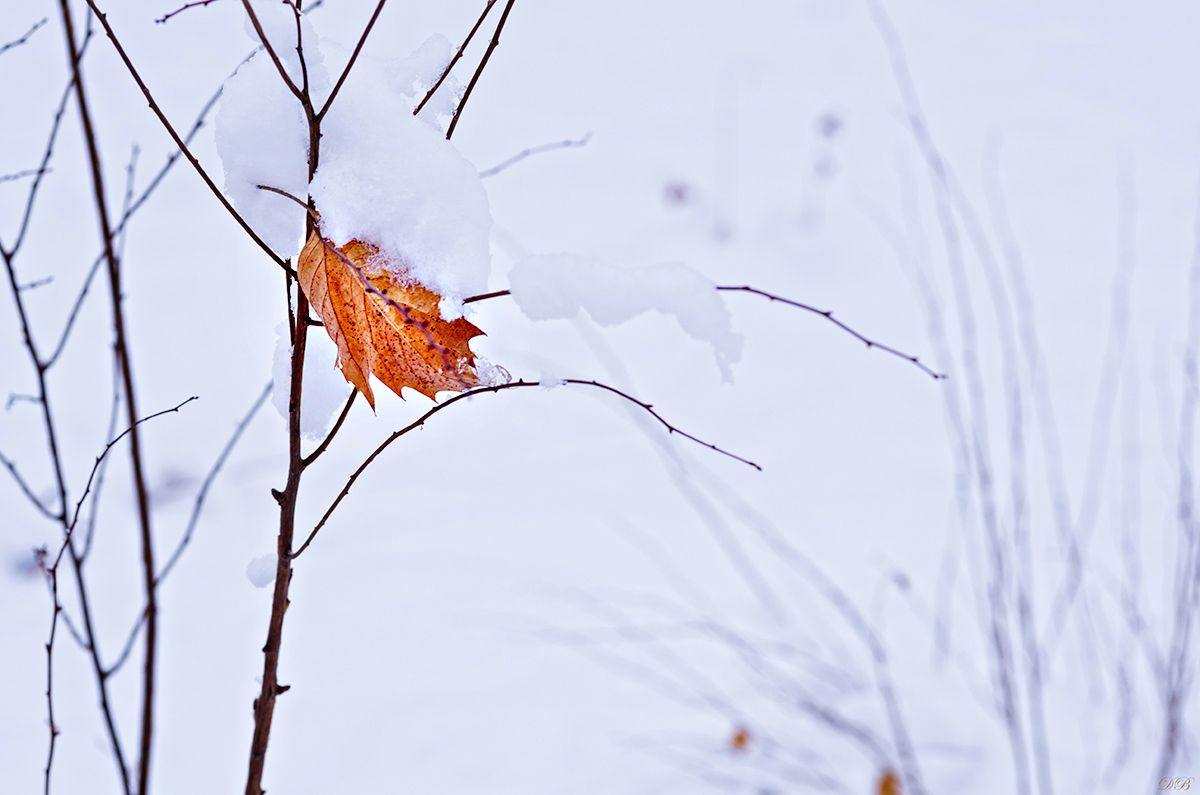 branch, branches, color, colors, color image, leaf, leaves, nature, outdoor, park, photograph, photography, scene, snow, white, winter,, Dr Didi Baev