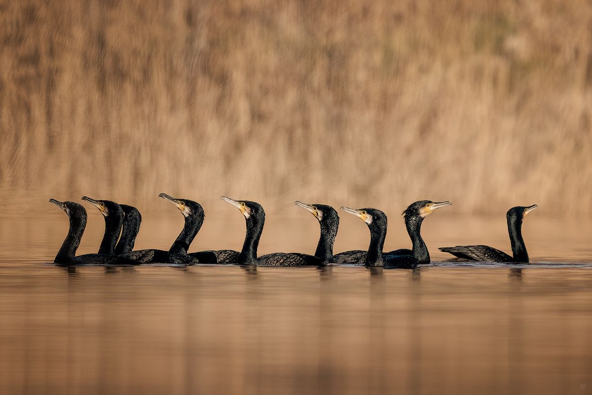 birds, cormorant, wildlife, lake, Wojciech Grzanka