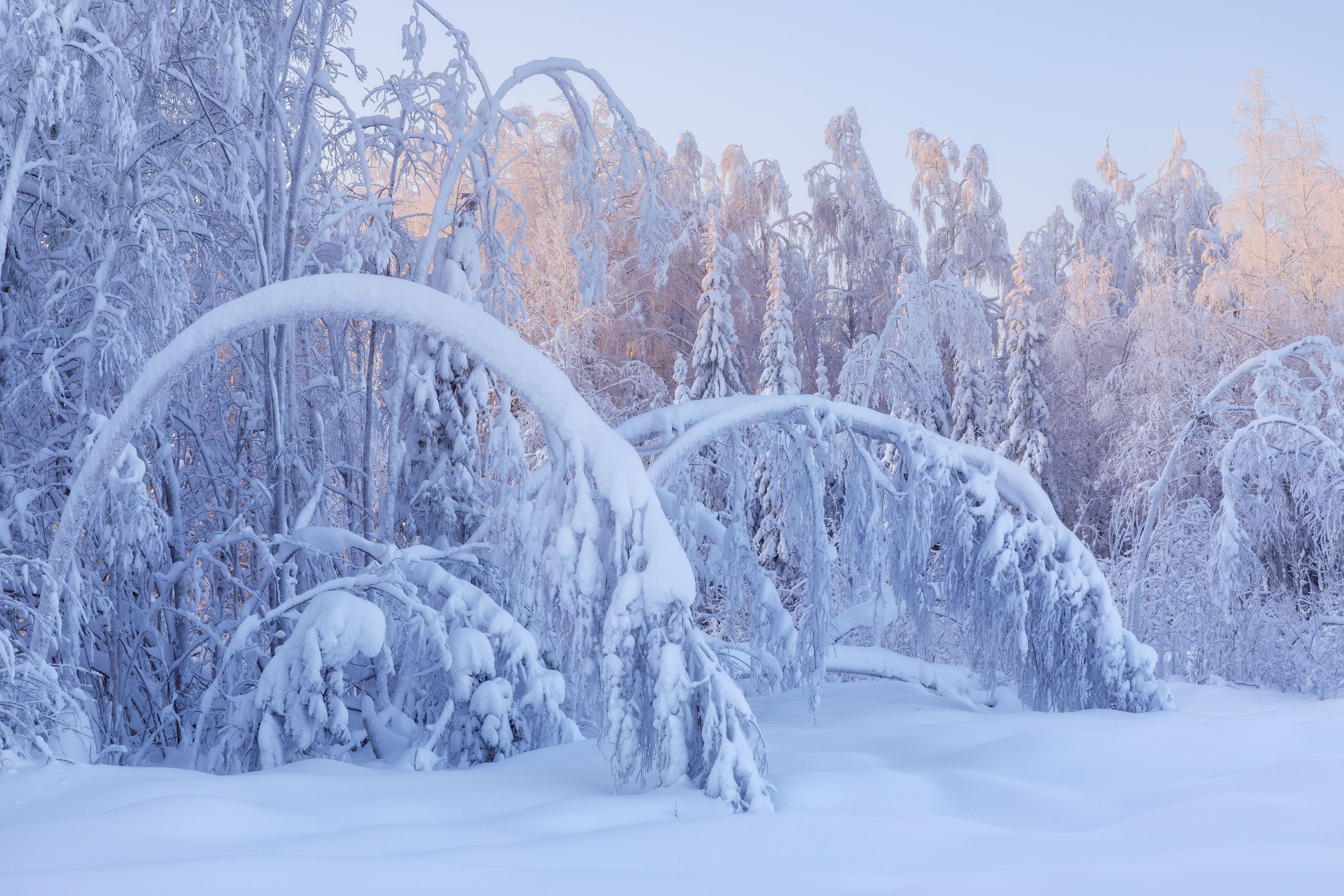 пейзаж, зима, снег, тайга, лес, деревья, landscape, woodland, winter, taiga, snow, рассвет, мороз, утро, коми, sunrise, morning, frozen, komi, Чаланов Иван