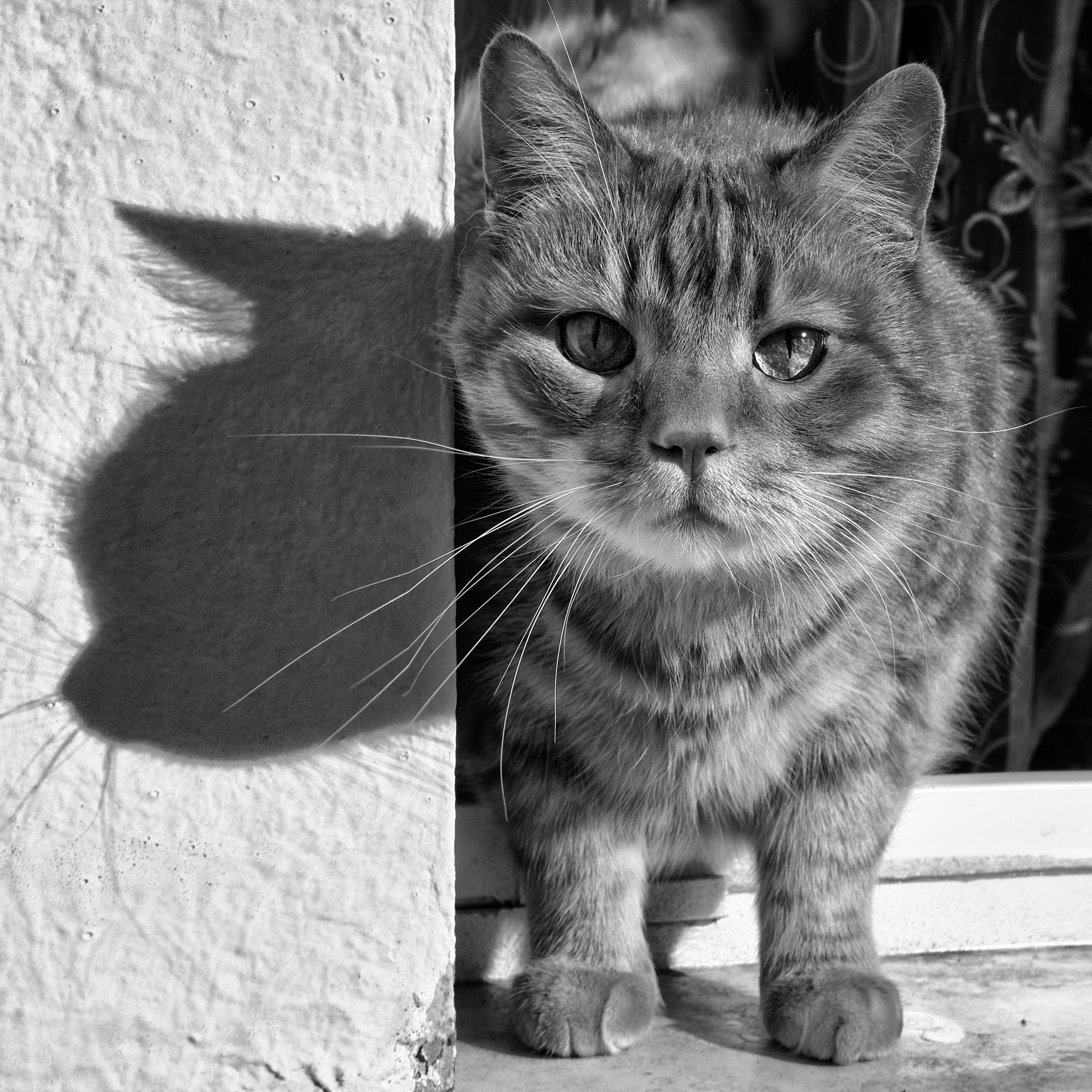 животные кот окно тень свет день улица, Тамара