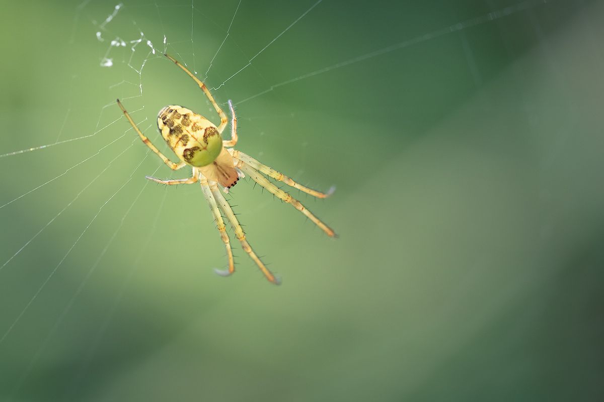 макро, паук, spider, макрофотография, ladybug, macro, Хилько Марина