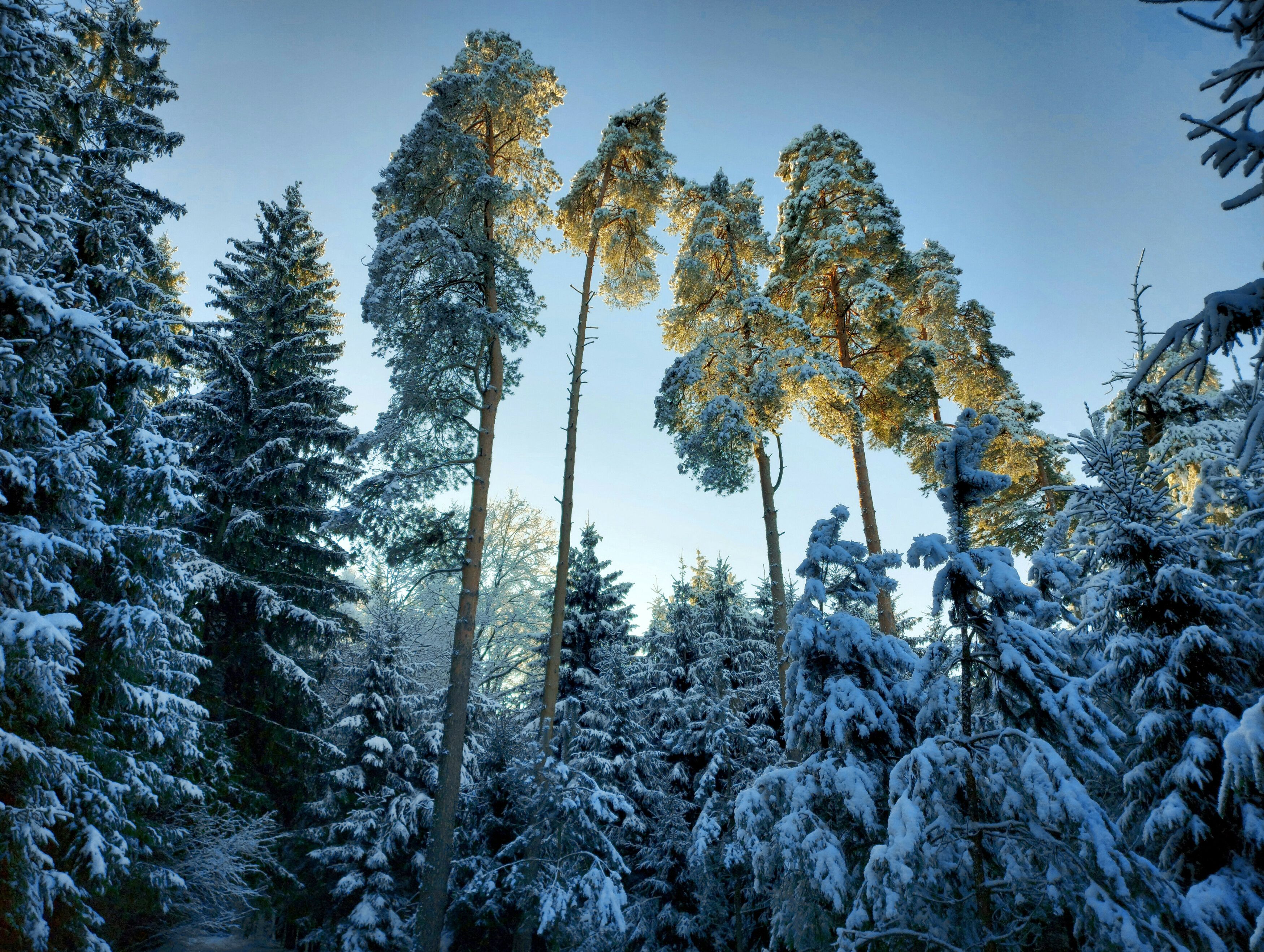 сосны, лес, снег, зима, утро, рассвет, Валерий Савостьянов