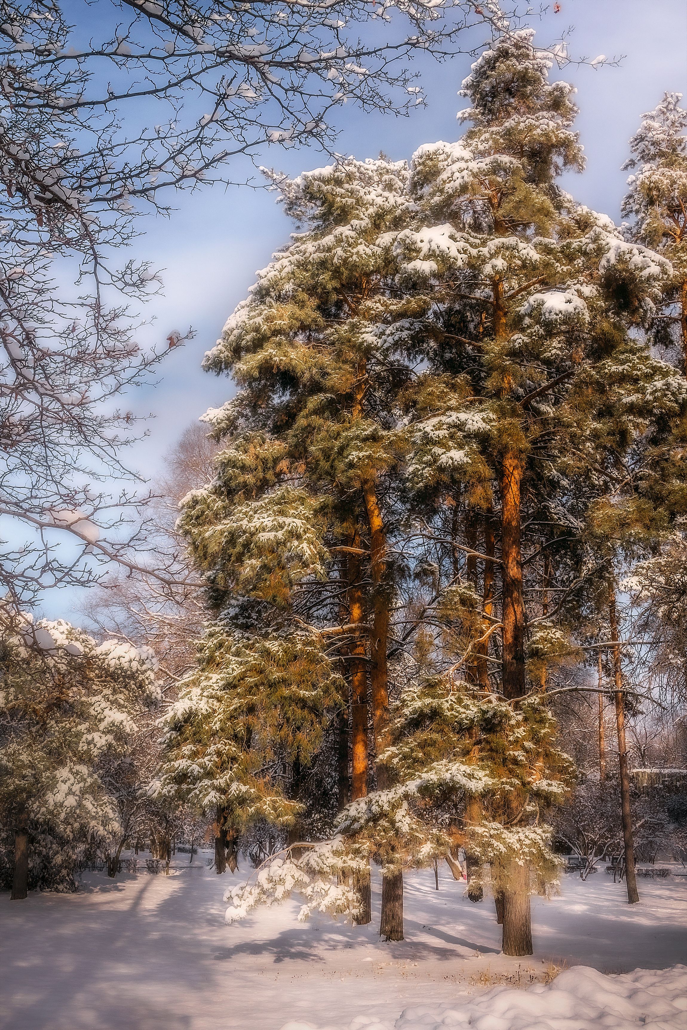зима сосны природа пейзаж свет цвет снег, Еремеев Дмитрий