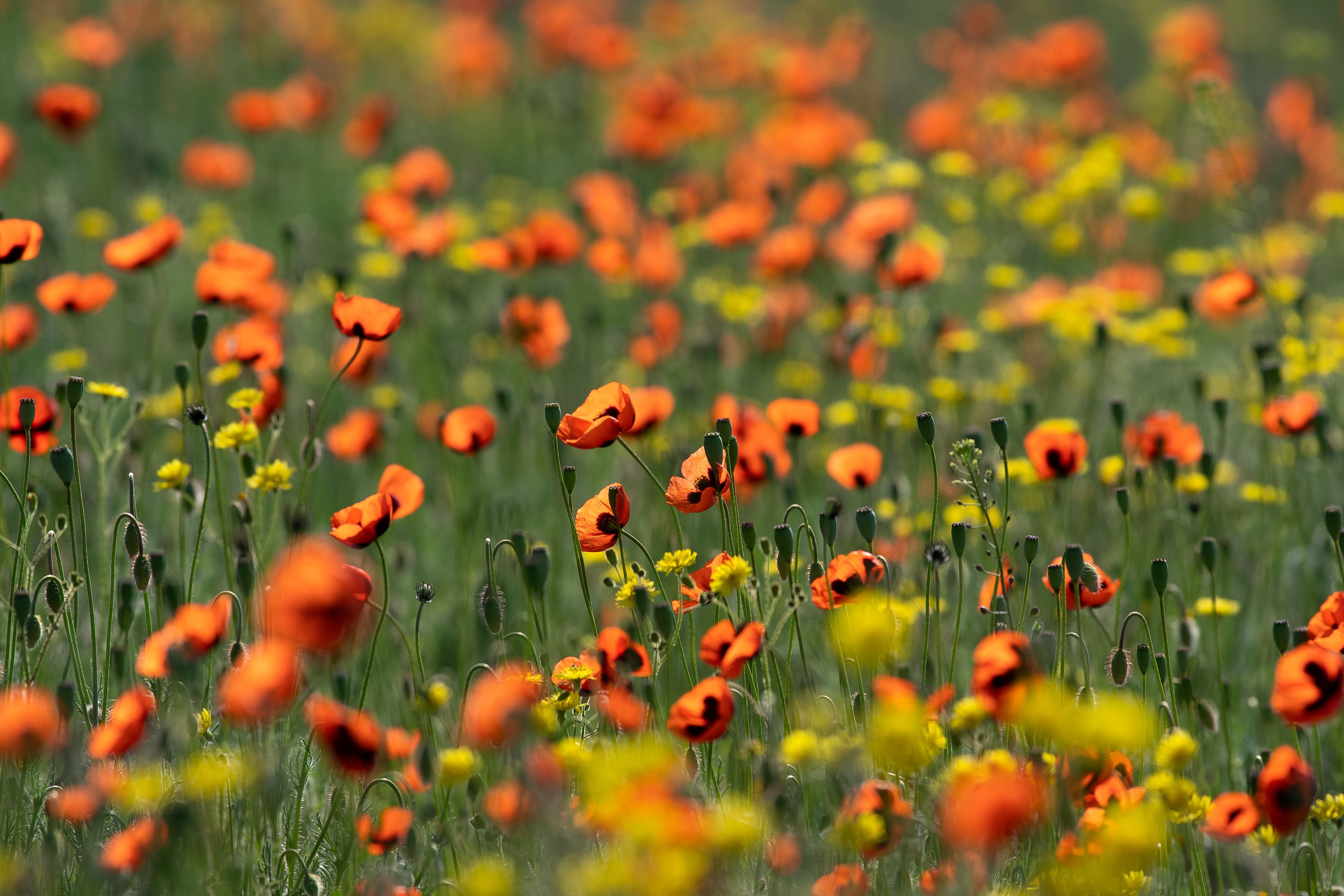 poppies, poppie, russia, volgograd, , Сторчилов Павел