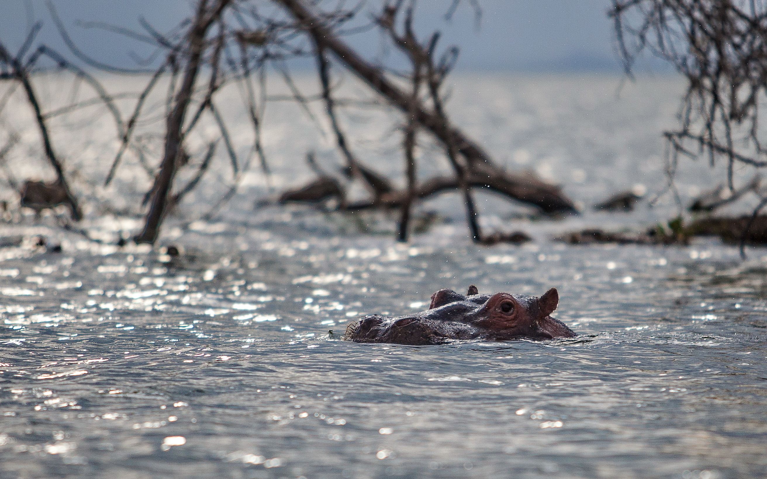 Naivasha Lake Kenya Hippo, Lilia Tkachenko