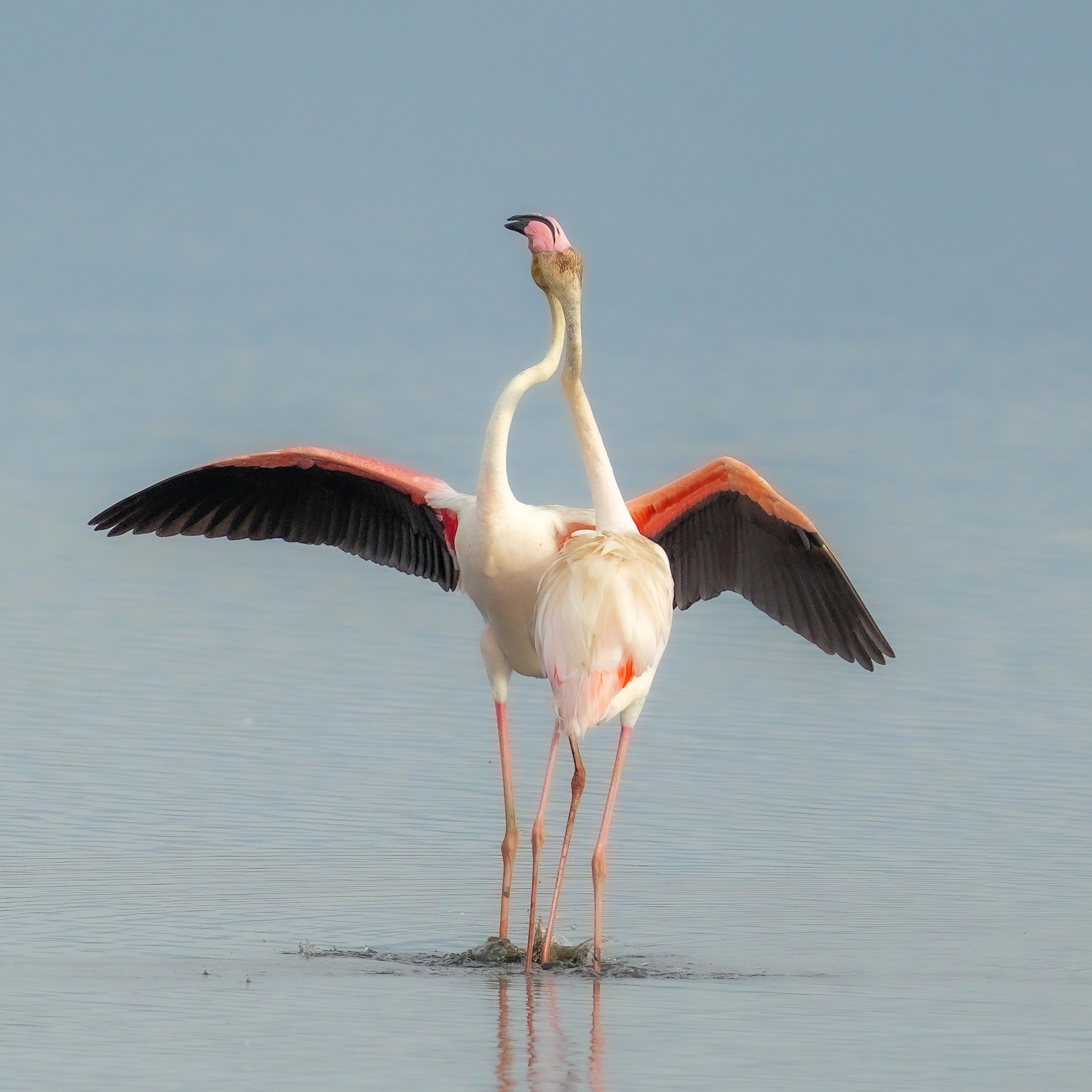 flamingo, Jian Ma