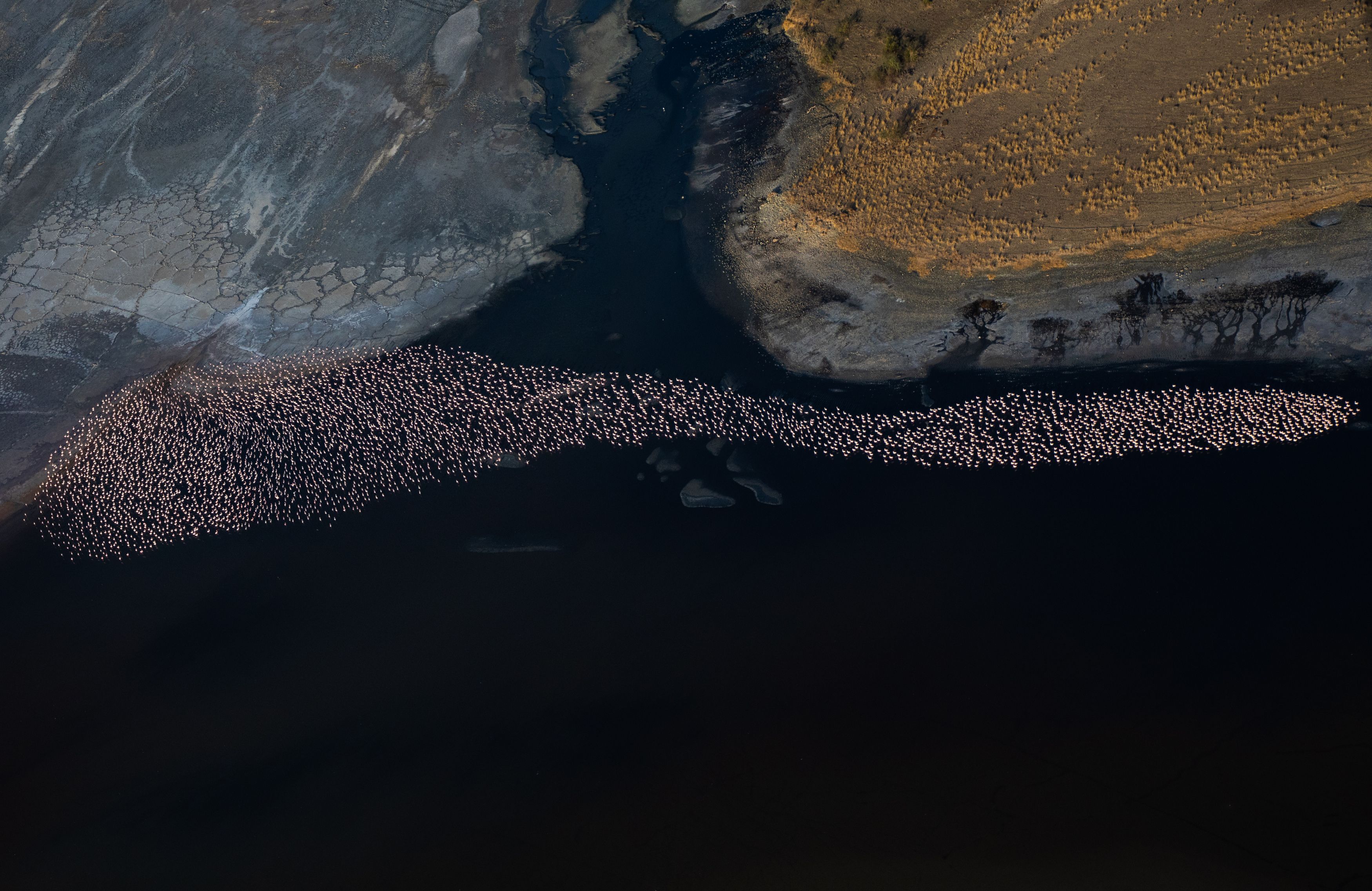 flamingos, aerial, birdlife, Lake Magadi, Kenya, Subi Sridharan