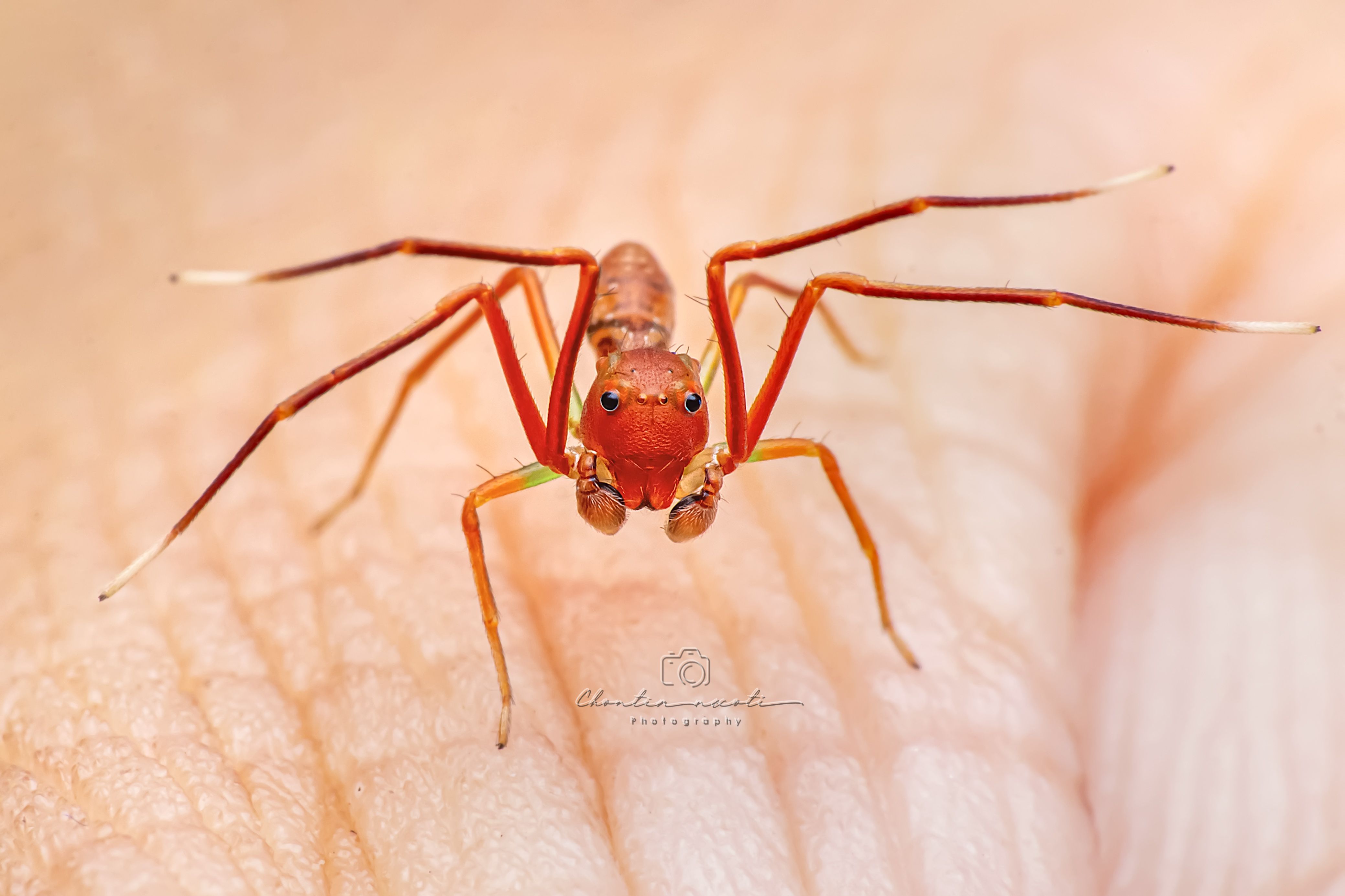 macro, ant-like, spider, small, animal, eyes, legs, outdoor, nature, natural, focus, garden, Oecophylla smaragdina, NeCoTi ChonTin