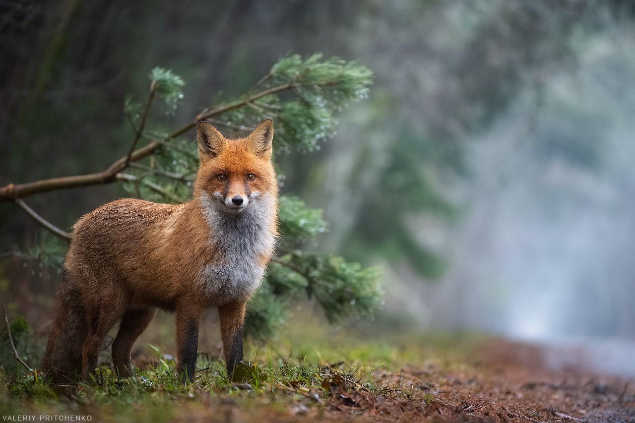 лисица, дождь, животные, природа, fox, nature, wildlife, animals, Валерий Притченко