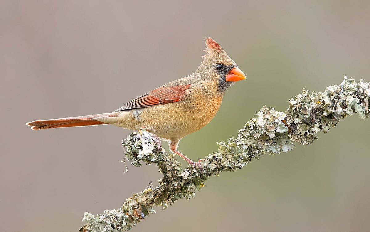 красный кардинал, northern cardinal, cardinal,кардинал,зима, Etkind Elizabeth