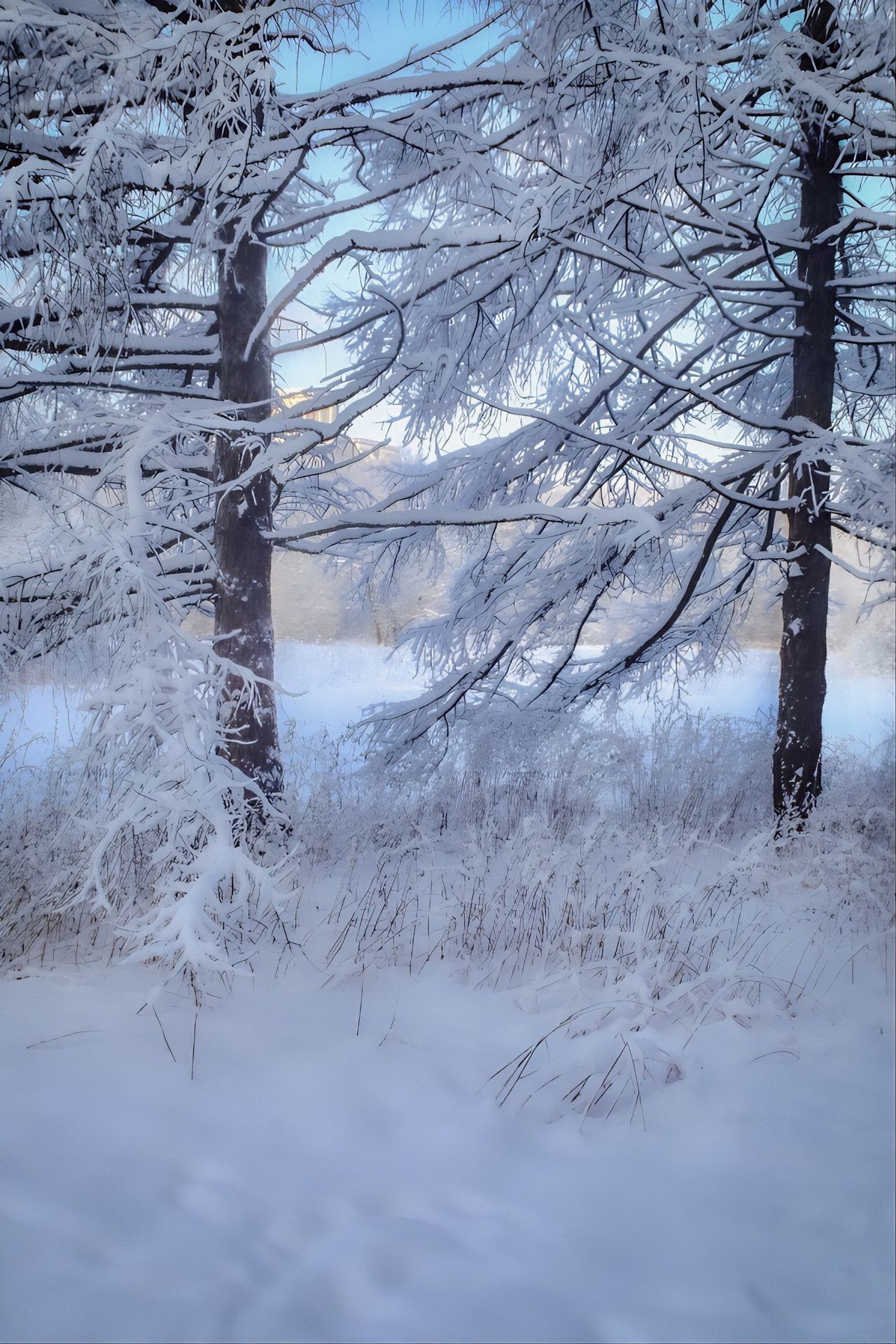 зима, winter, природа, nature, landscape, пейзаж, лес, forest, снег, snow, Julia Kaissa