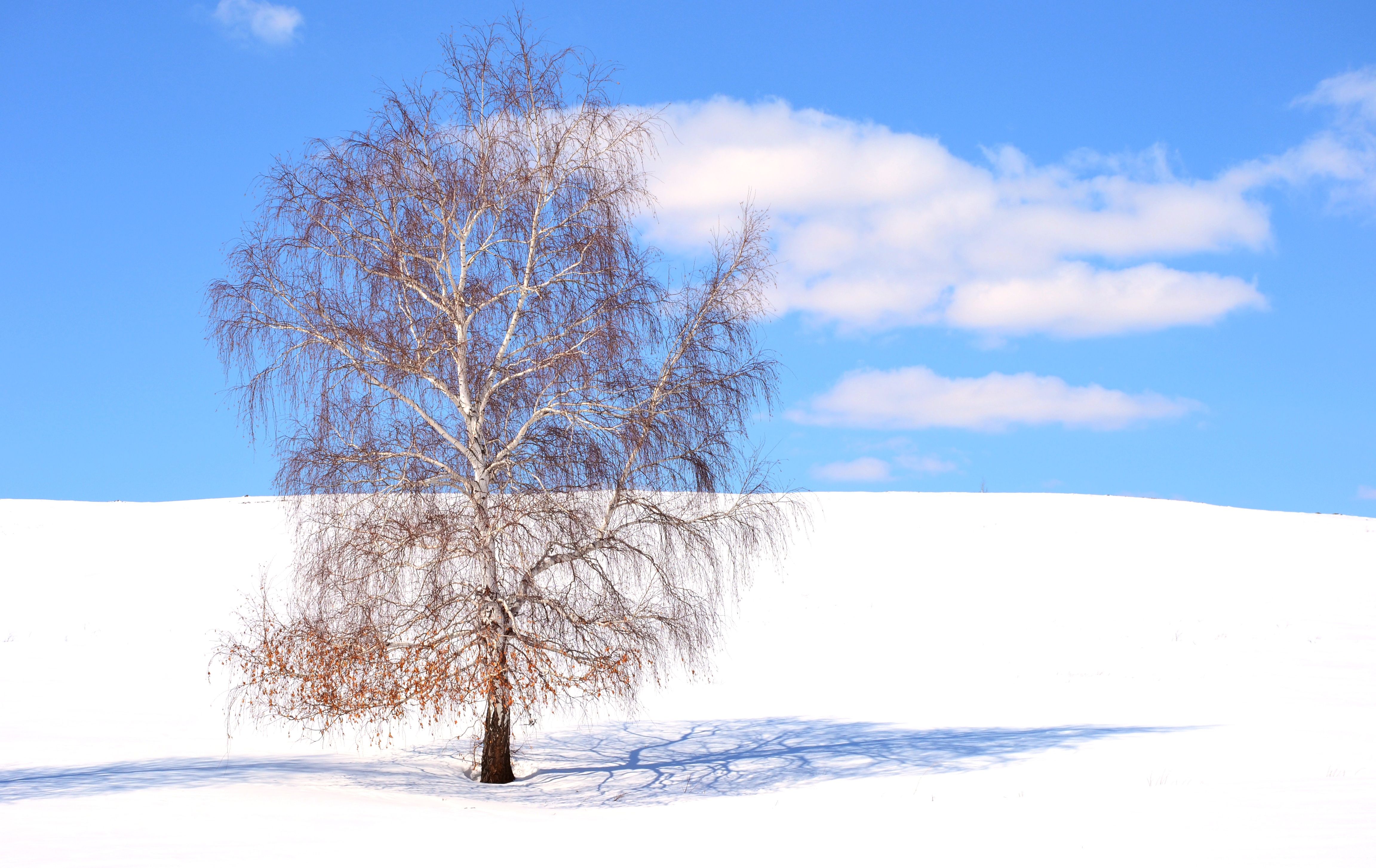 снег небо дерево зима, Шустиков Дмитрий