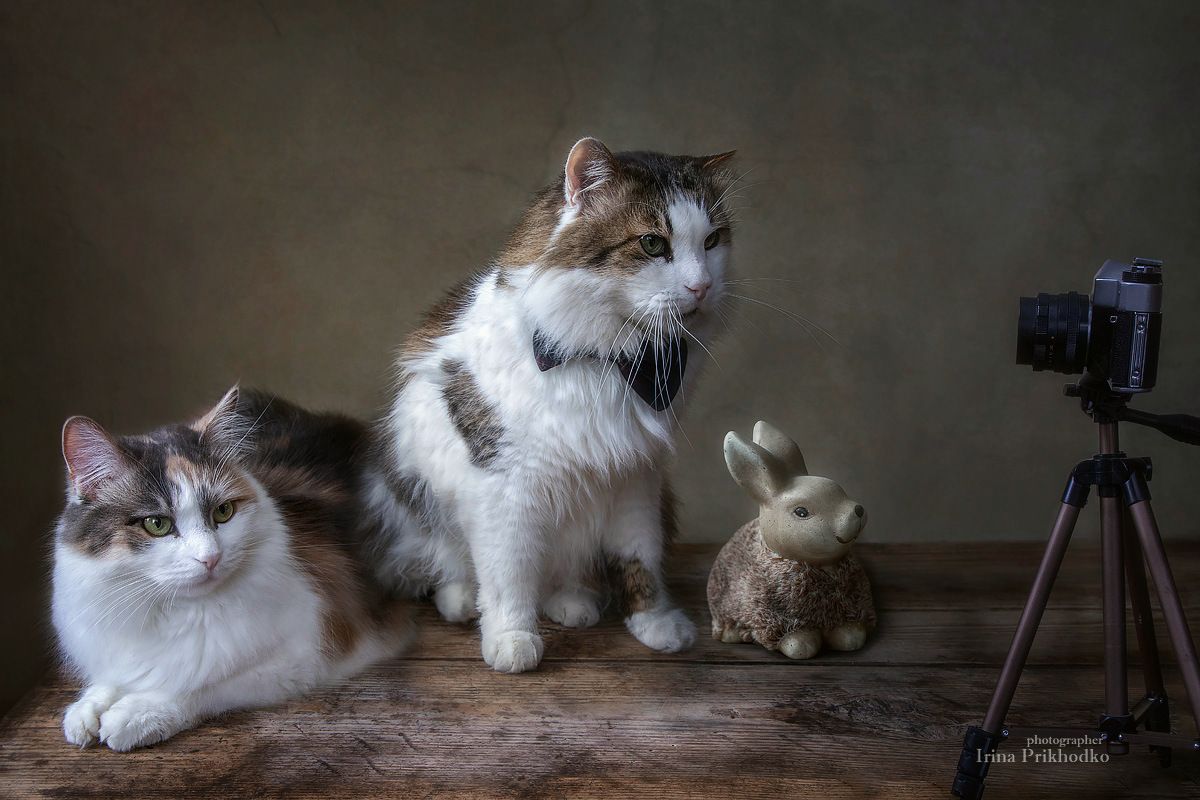 портрет, кошки, домашние животные, питомцы, постановочное фото, Приходько Ирина